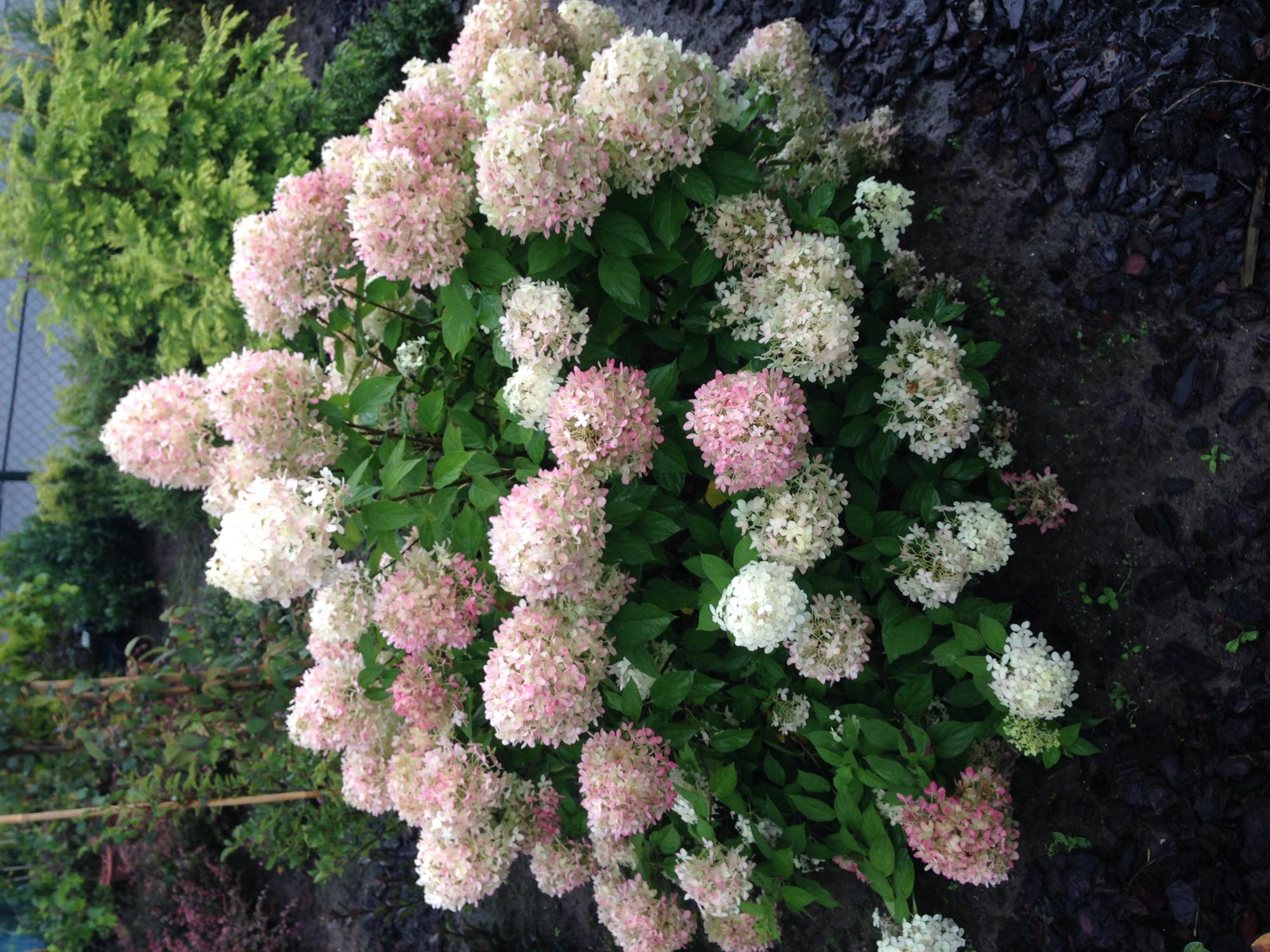Rispenhortensie ‘Limelight’ – cremeweiße Blüten, im 17 cm Topf, 50 cm hoch - Green Guardia - Ihr Experte für Schädlinge und Pflanzen