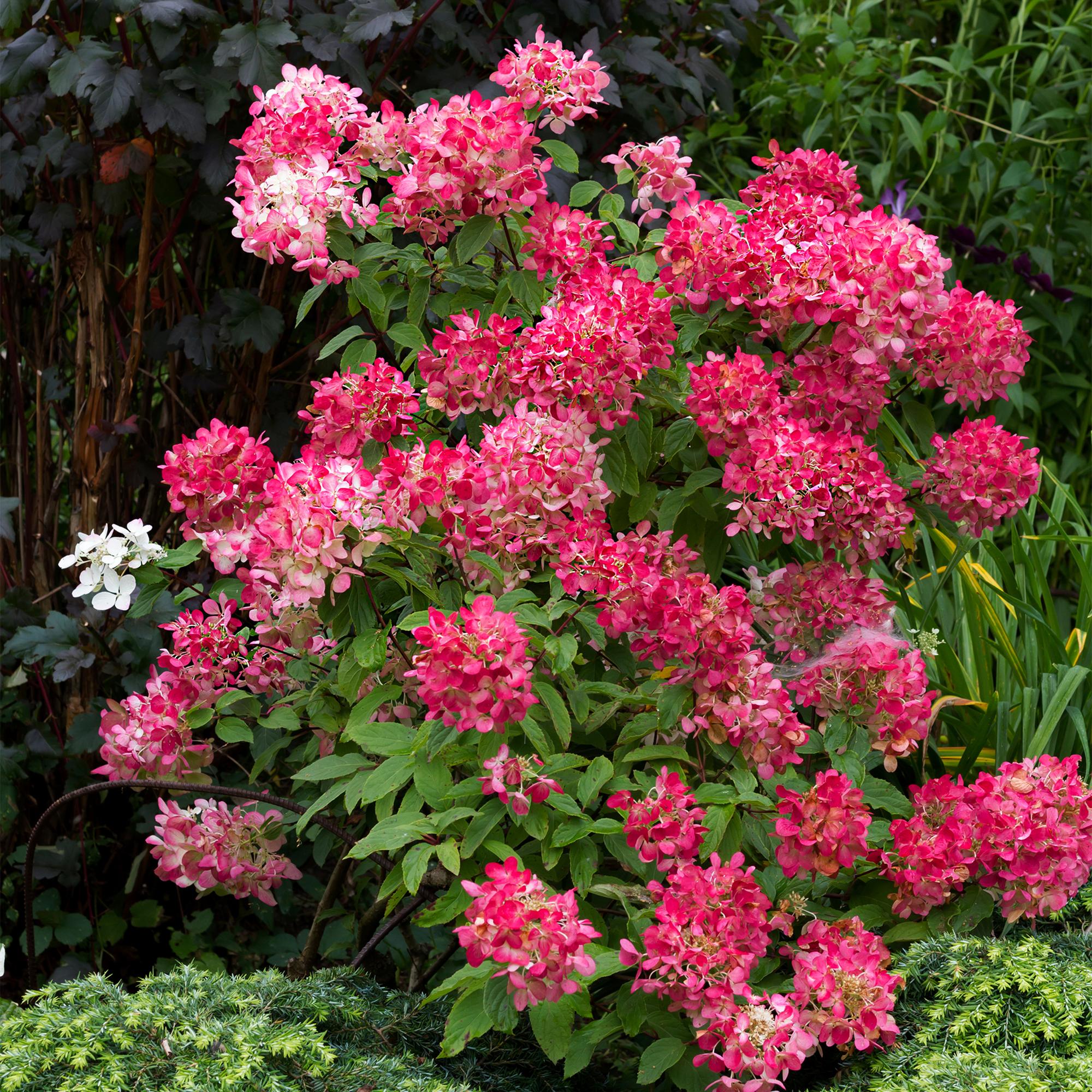 Rispenhortensie ‘Pink Diamond’ – große, weiß - rosa Blüten, 17 cm Topf, 50 cm hoch - Green Guardia - Ihr Experte für Schädlinge und Pflanzen