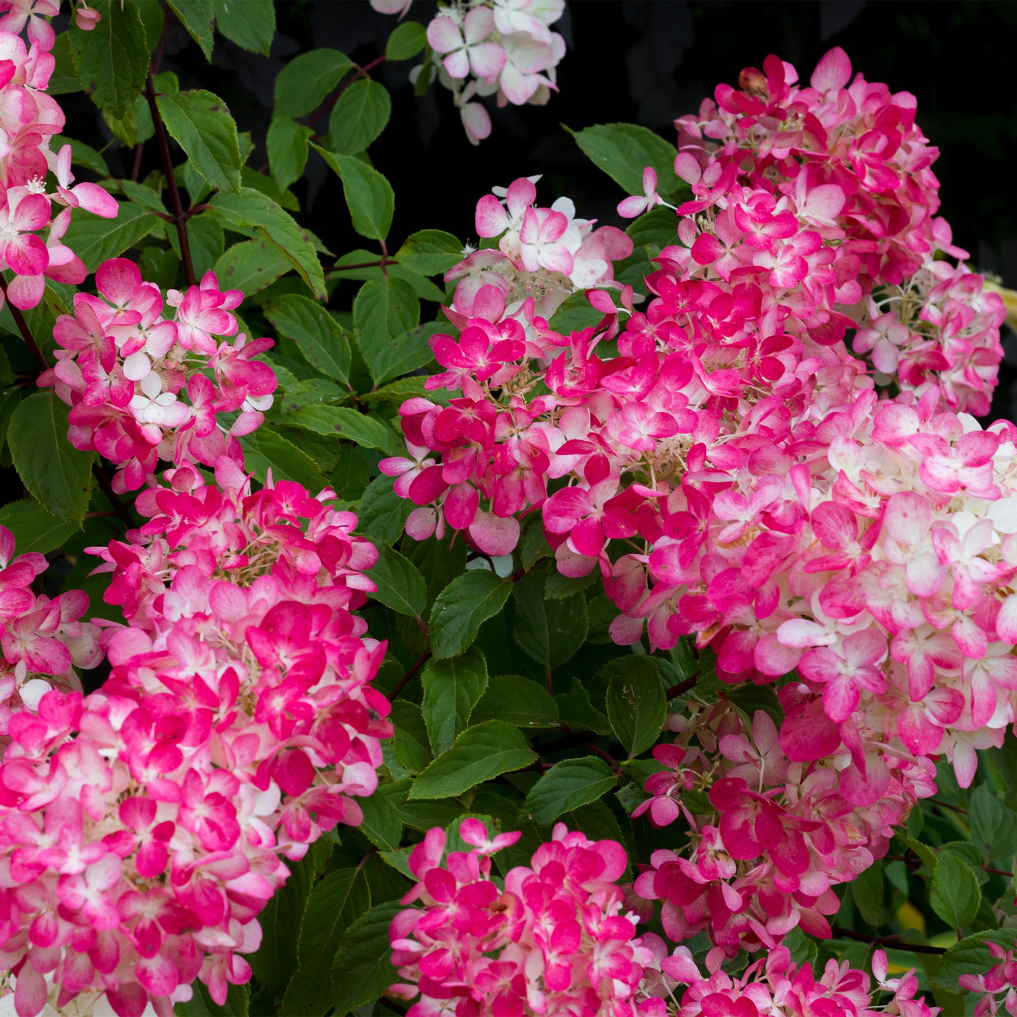 Rispenhortensie ‘Pink Diamond’ – große, weiß - rosa Blüten, 17 cm Topf, 50 cm hoch - Green Guardia - Ihr Experte für Schädlinge und Pflanzen