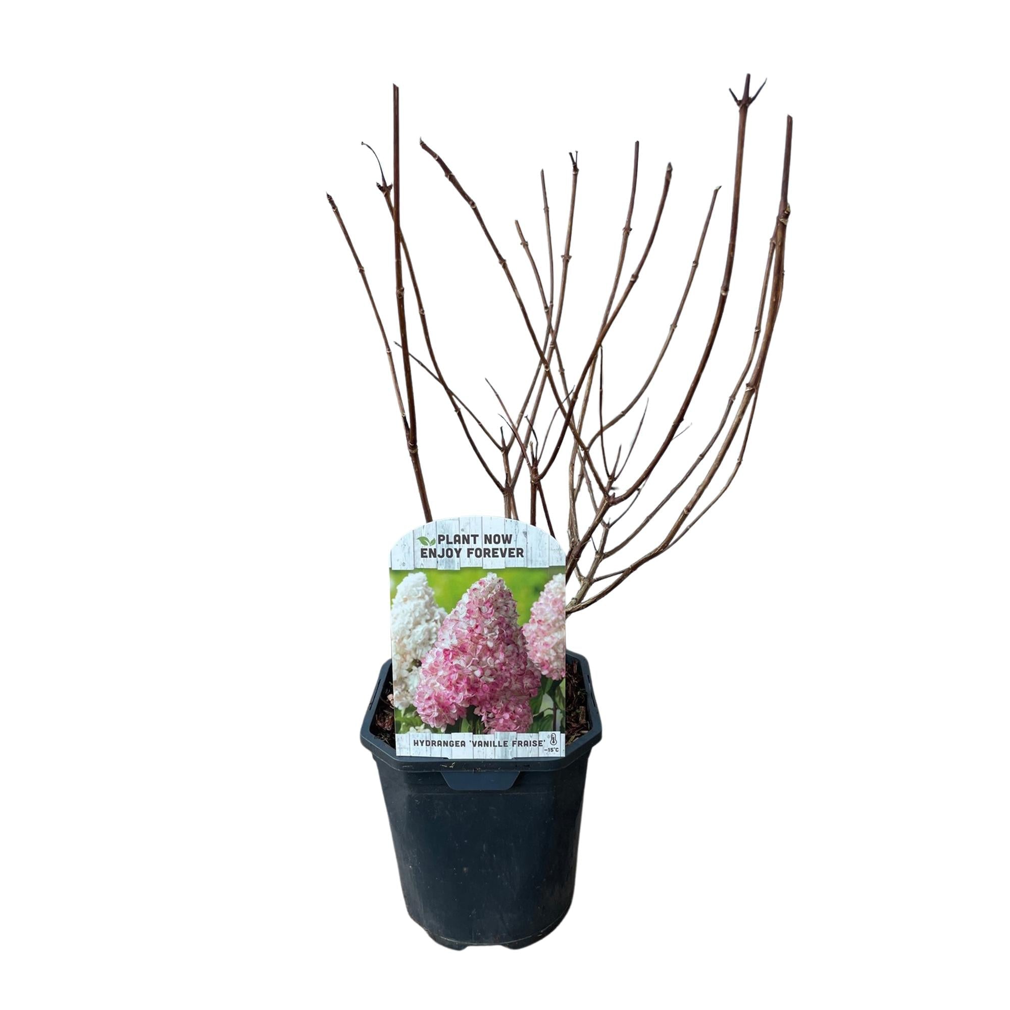 Rispenhortensie ‘Vanille Fraise’ – laubabwerfend, große weiß - rosa Blüten, 17 cm Topf, 50 cm hoch - Green Guardia - Ihr Experte für Schädlinge und Pflanzen