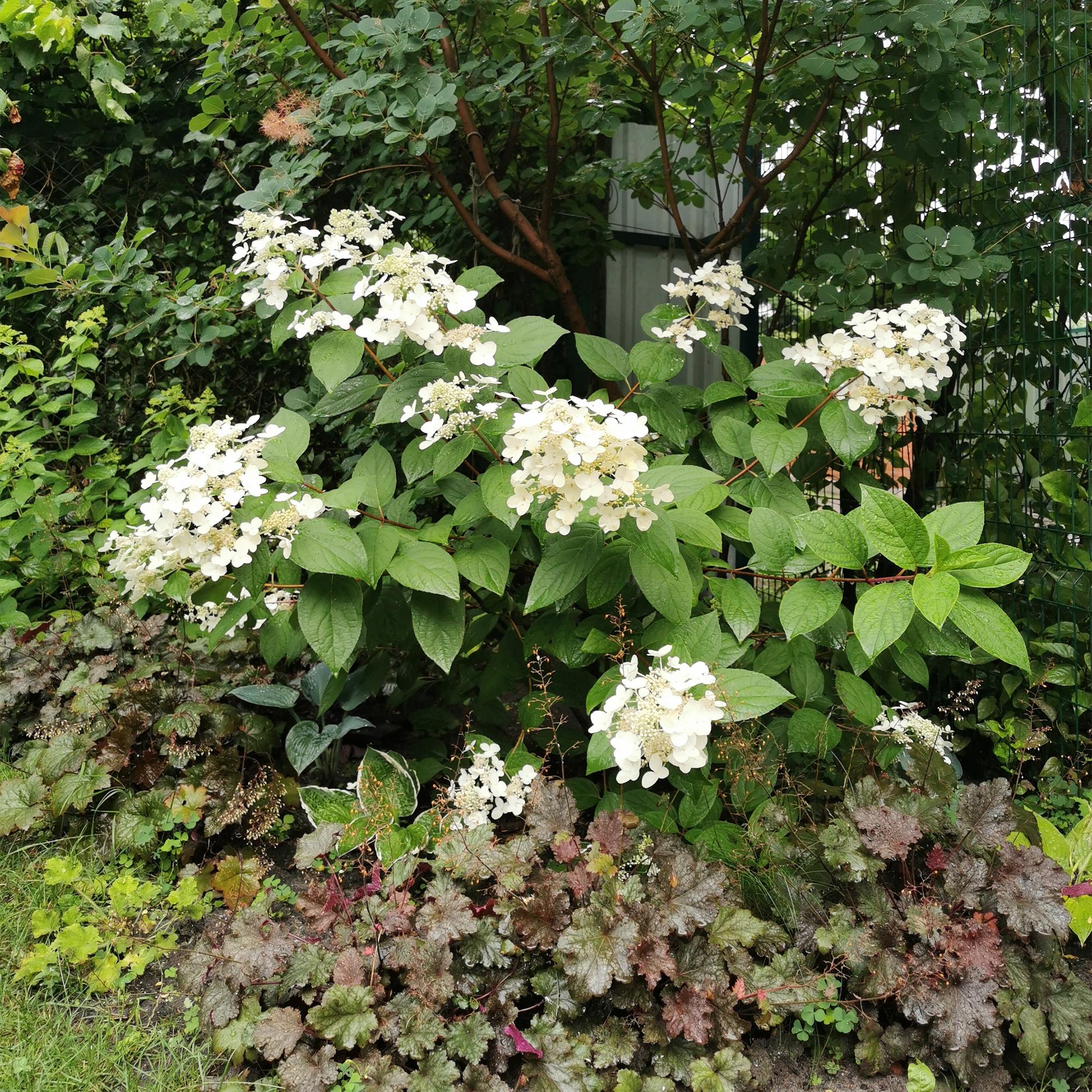 Rispenhortensie ‘Wims Red’ – große, zweifarbige Blüten (Weiß - Rot), 17 cm Topf, 50 cm hoch - Green Guardia - Ihr Experte für Schädlinge und Pflanzen
