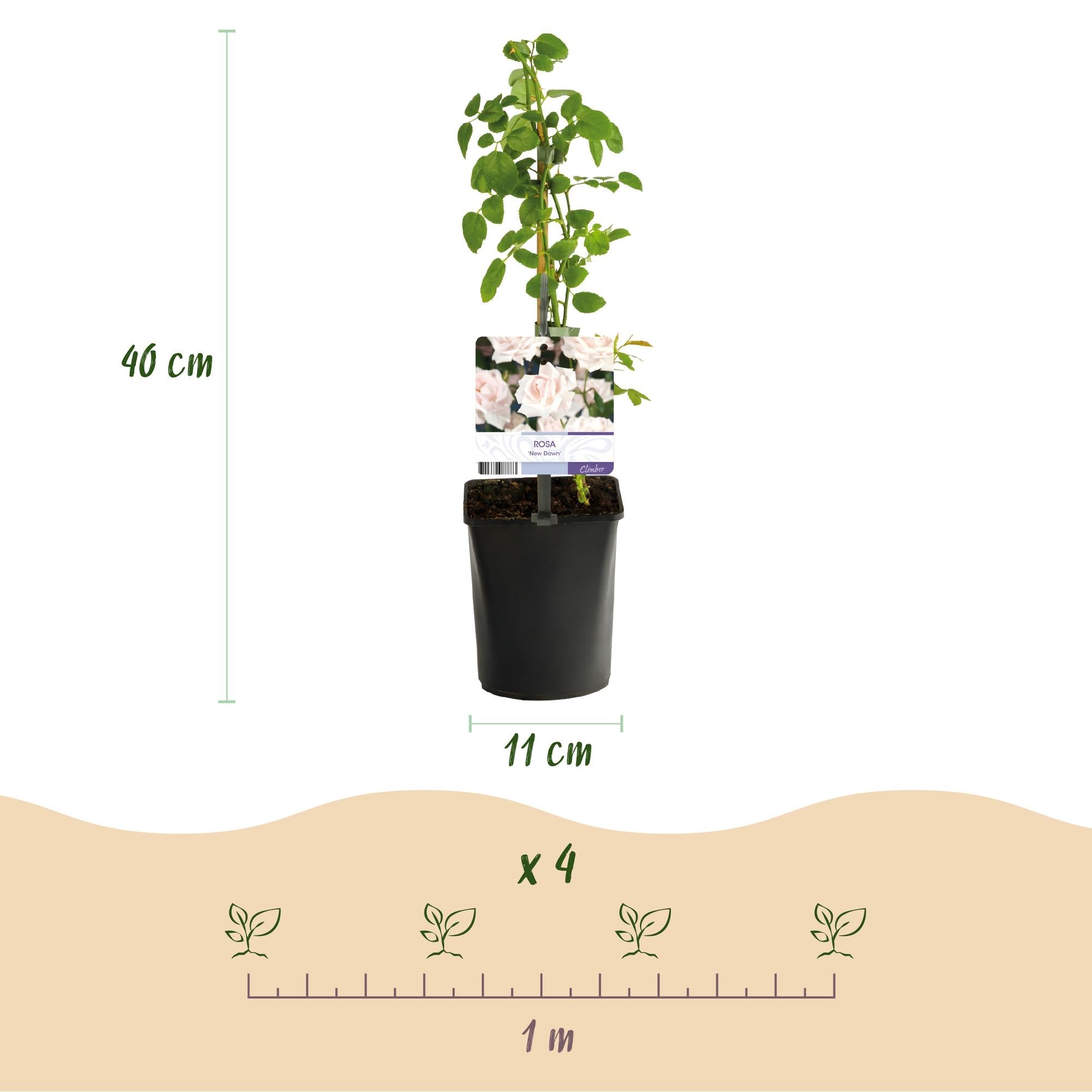 Rosa ‘New Dawn’ – Kletterrose mit hellrosa Blüten, 2 Pflanzen im 11 cm Topf, 40 cm Höhe - Green Guardia - Ihr Experte für Schädlinge und Pflanzen