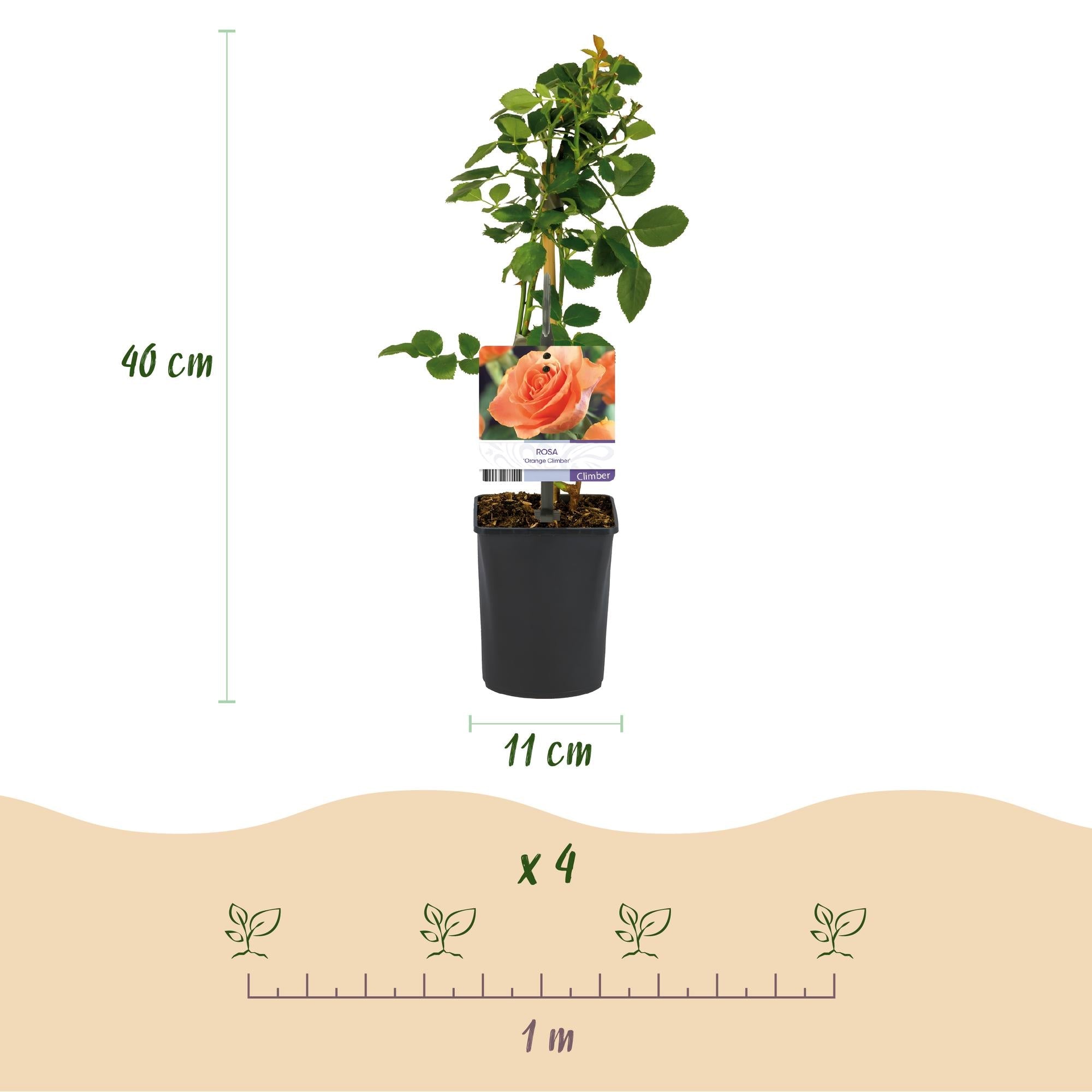 Rosa ‘Orange Climber’ – Kletterrose mit orangefarbenen Blüten, 2 Pflanzen, 40 cm Höhe - Green Guardia - Ihr Experte für Schädlinge und Pflanzen
