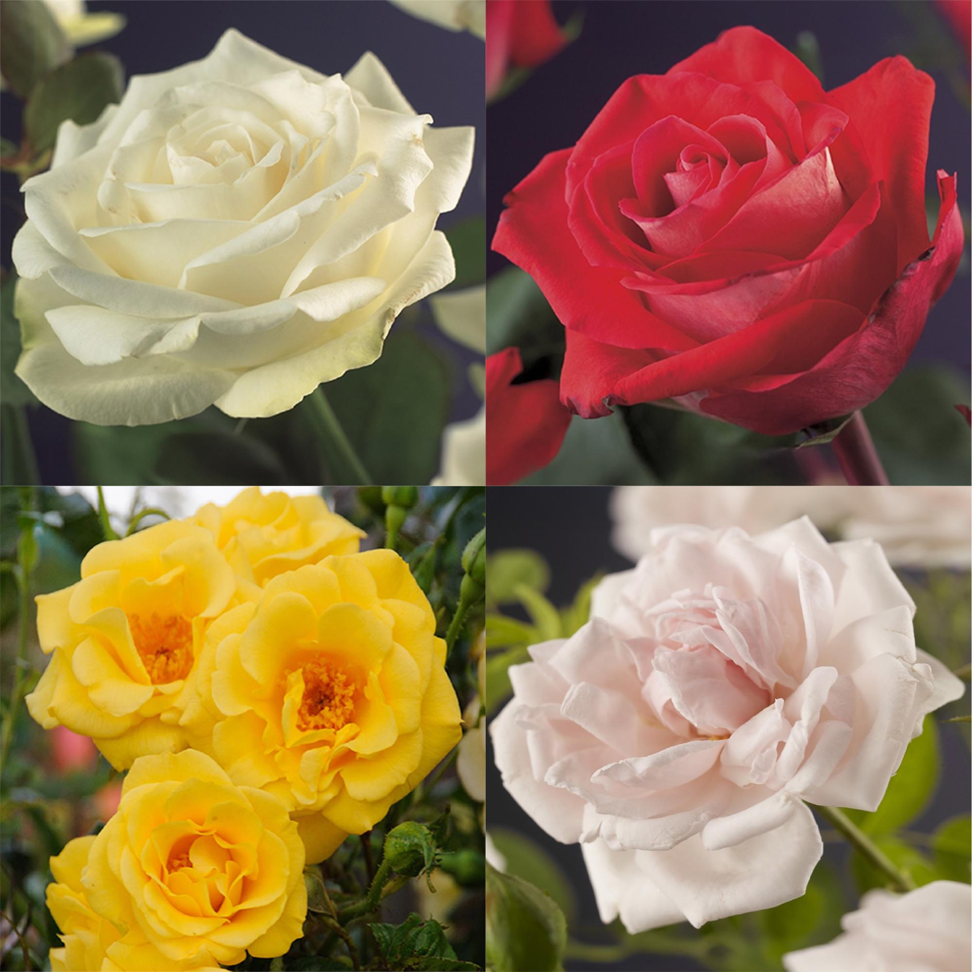 ’Rosa Rainbow’ Kletterrose – mehrfarbige Blüten in Rosa, Weiß, Gelb und Rot, 4 Pflanzen im 11 cm Topf - Green Guardia - Ihr Experte für Schädlinge und Pflanzen