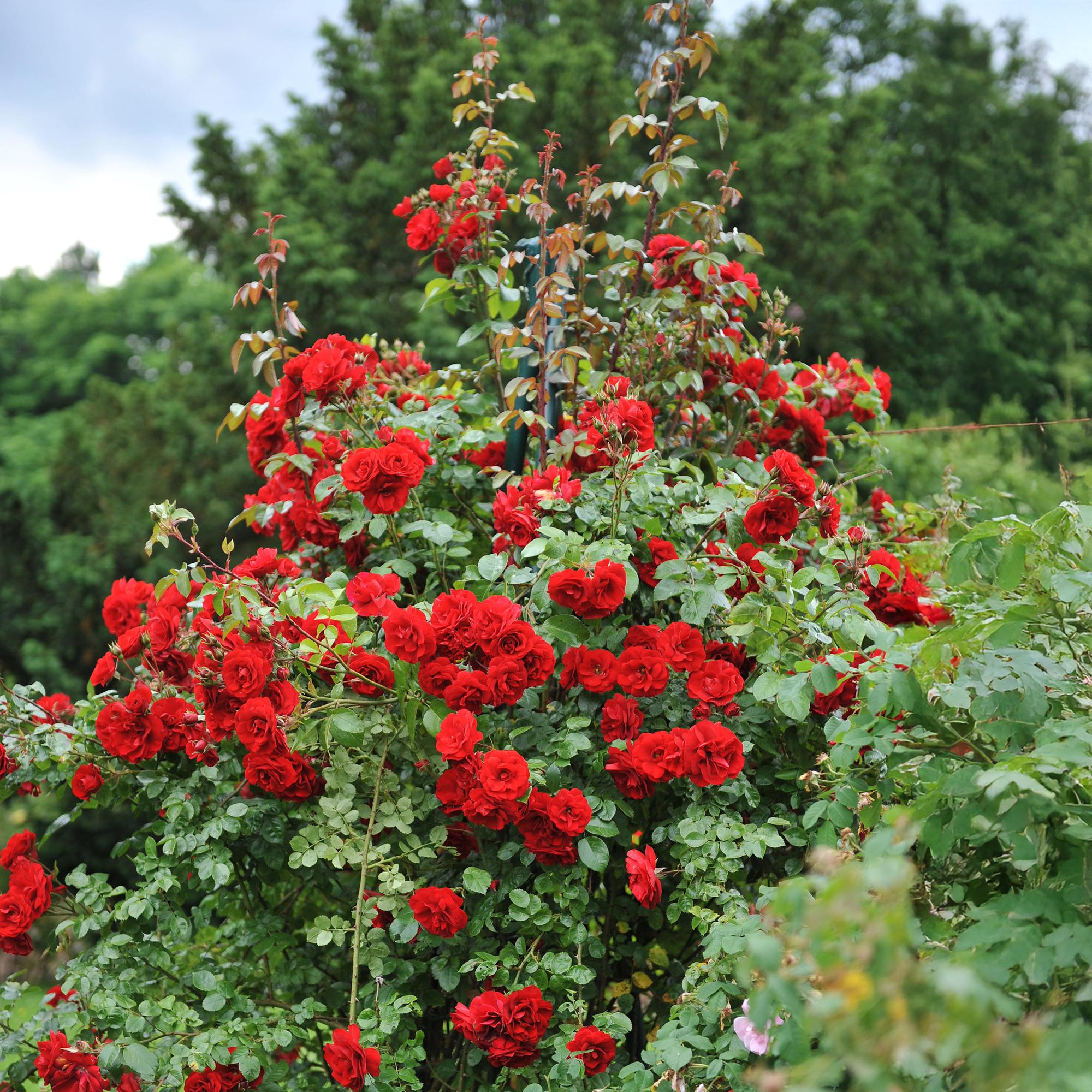 Rosa ‘Red Queen’ – pflegeleichte Kletterrose mit roten Blüten, 2 Pflanzen, 11 cm Topf, 40 cm Höhe - Green Guardia - Ihr Experte für Schädlinge und Pflanzen
