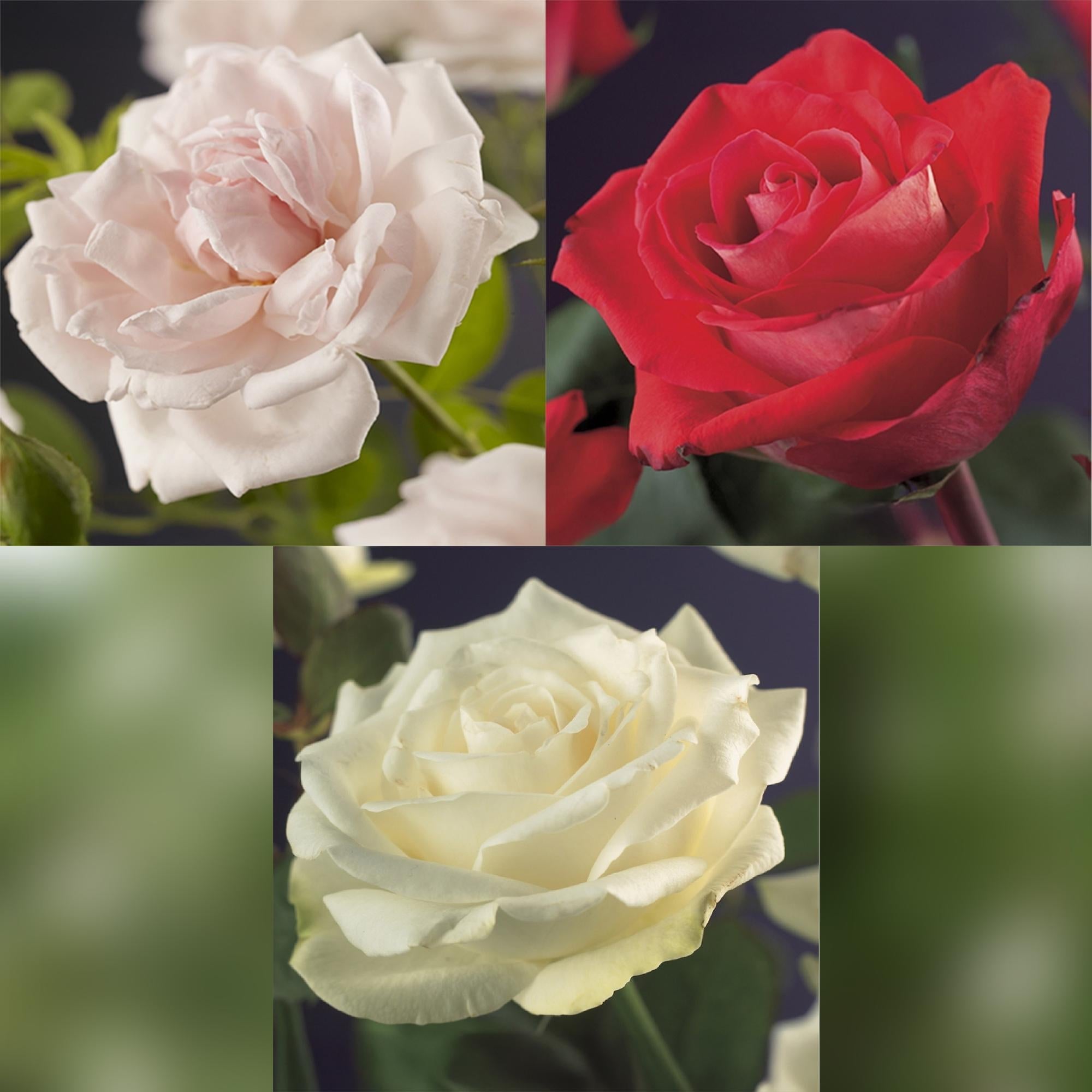 ‘Rosa Tricolour’ Kletterrose – mehrfarbig blühend, pflegeleicht, 3 Pflanzen im 11 cm Topf, 40 cm Höhe - Green Guardia - Ihr Experte für Schädlinge und Pflanzen