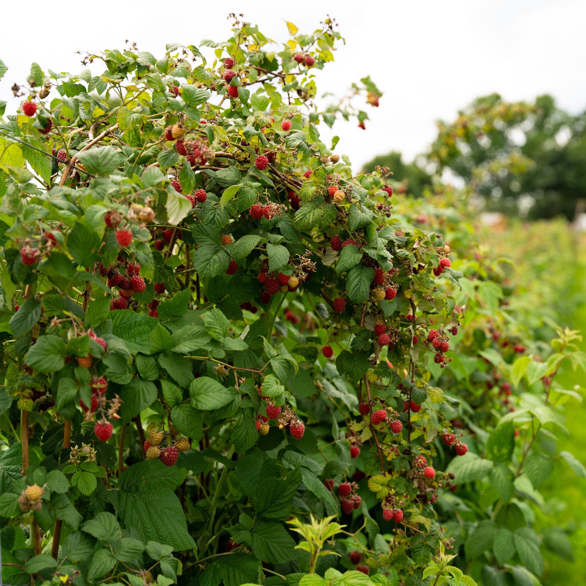 Rote Himbeere „Autumn Bliss“ – 2 kräftige Pflanzen im 11 cm Topf, ca. 40 cm - Green Guardia - Ihr Experte für Schädlinge und Pflanzen