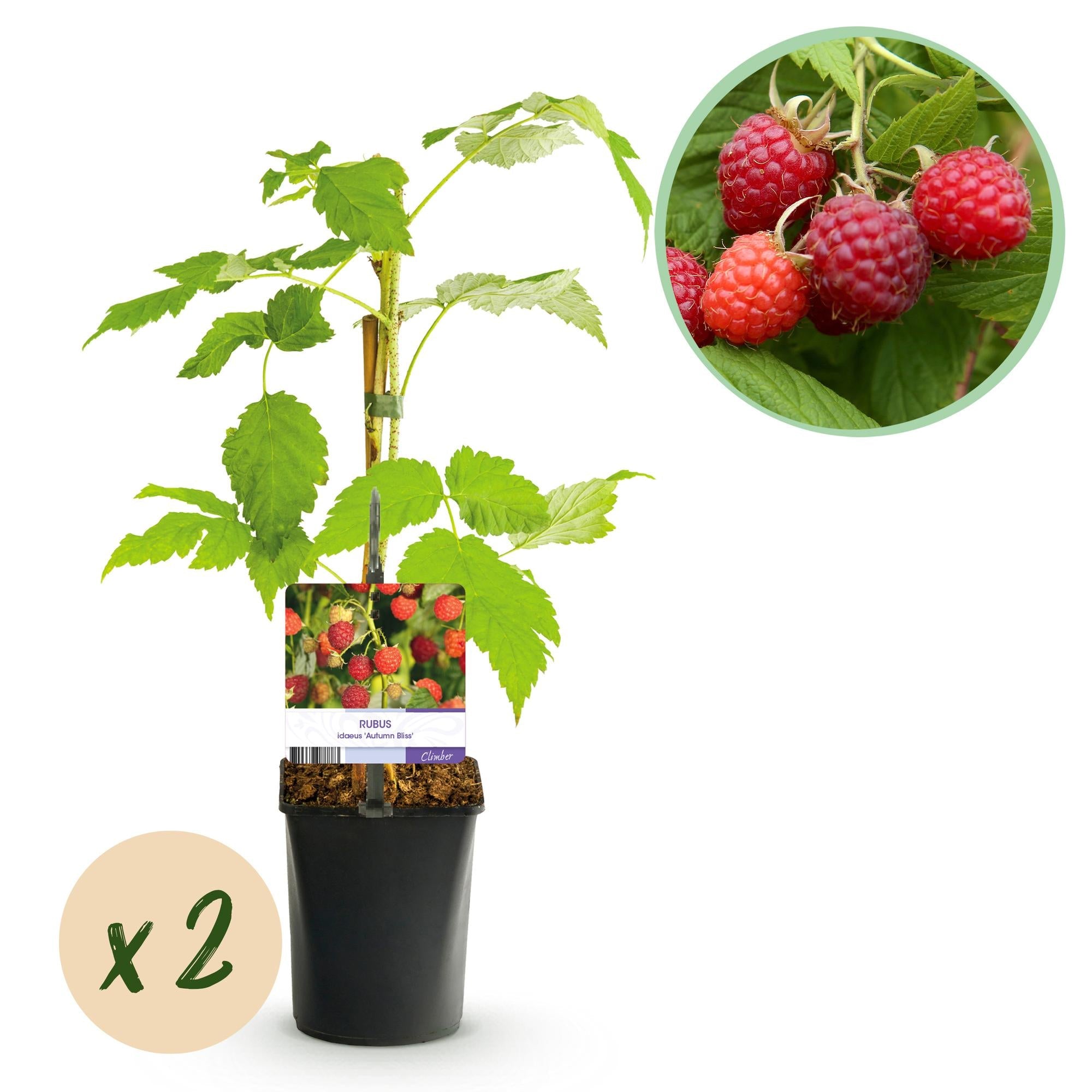 Rote Himbeere „Autumn Bliss“ – 2 kräftige Pflanzen im 11 cm Topf, ca. 40 cm - Green Guardia - Ihr Experte für Schädlinge und Pflanzen