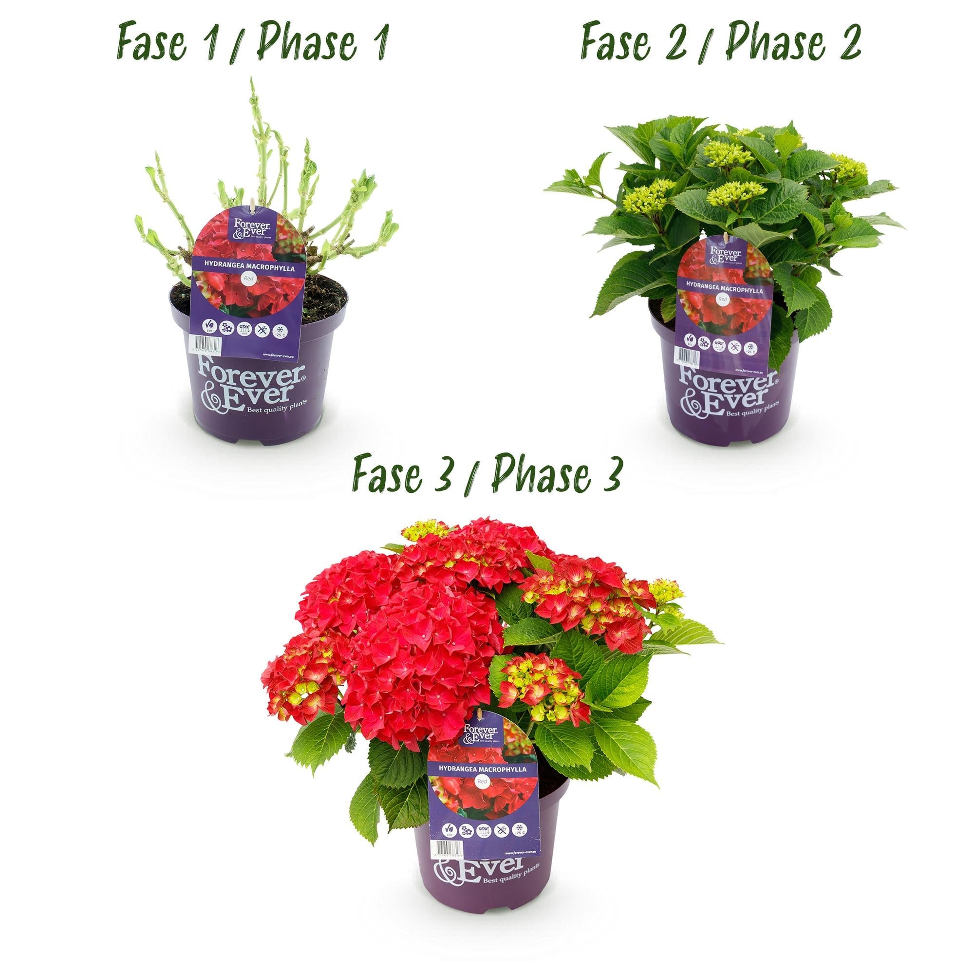 Rote Hortensie „Forever & Ever“ – Blühstarke Sorte, 23 cm Topf, 55 cm Höhe - Green Guardia - Ihr Experte für Schädlinge und Pflanzen