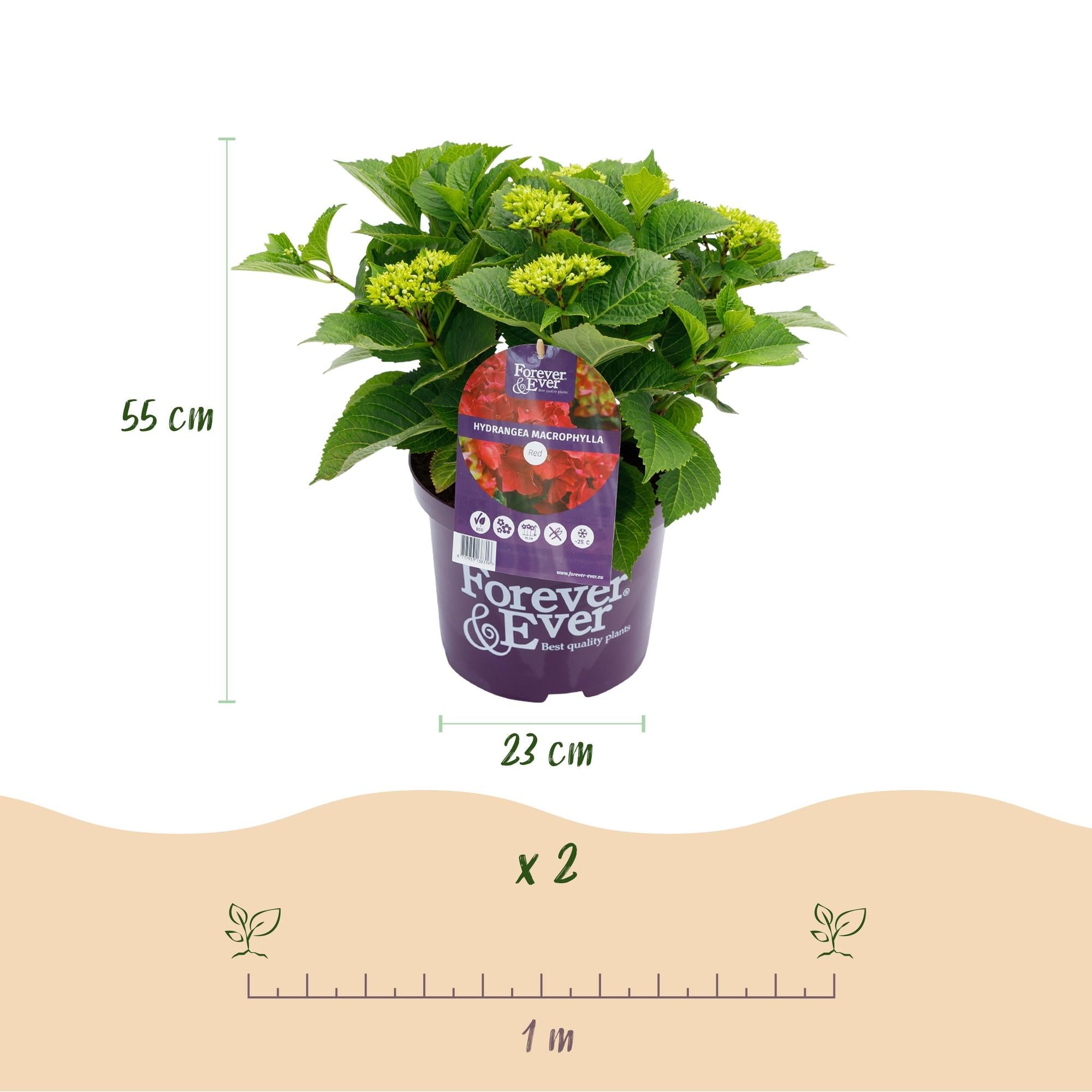 Rote Hortensie „Forever & Ever“ – Blühstarke Sorte, 23 cm Topf, 55 cm Höhe - Green Guardia - Ihr Experte für Schädlinge und Pflanzen
