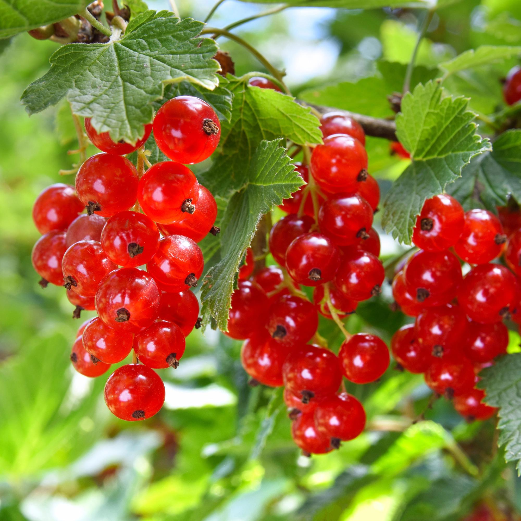 Rote Johannisbeere (Ribes rubrum) – 2 Pflanzen, ca. 40 cm, Topf Ø 11 cm - Green Guardia - Ihr Experte für Schädlinge und Pflanzen