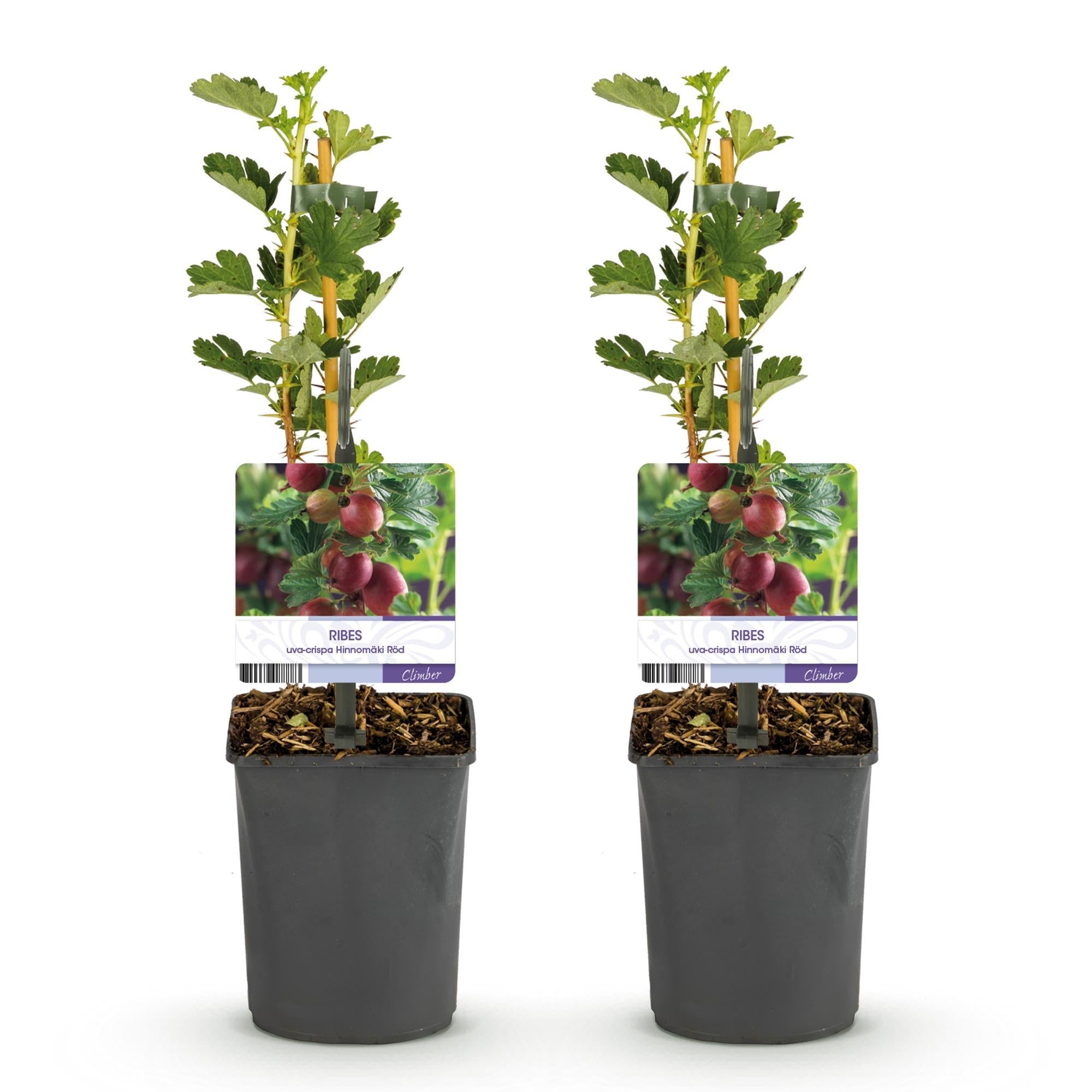 Rote Stachelbeere „Hinnomäki Röd“ – 2 Pflanzen im 11 cm Topf (ca. 40 cm) - Green Guardia - Ihr Experte für Schädlinge und Pflanzen
