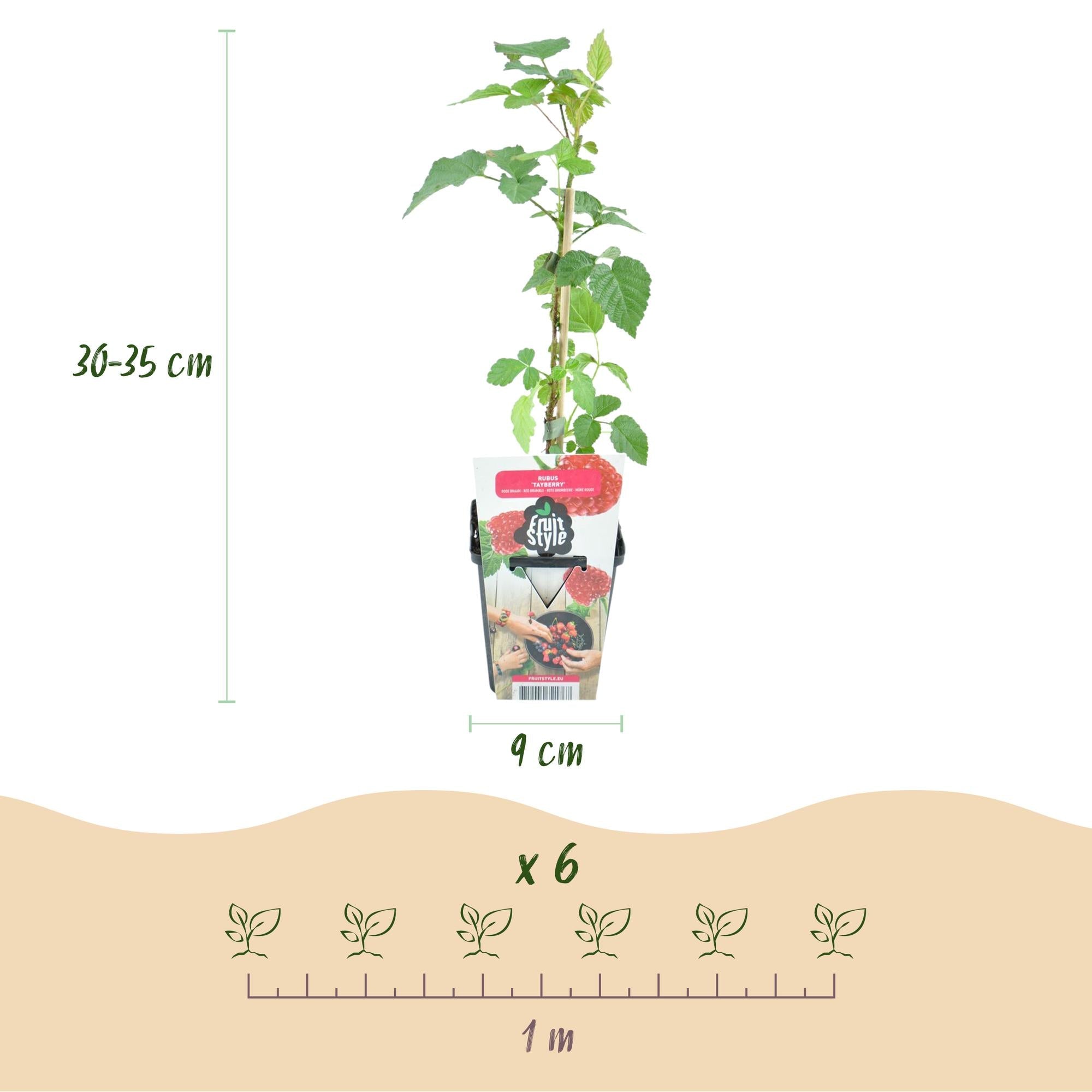 Rubus Tayberry ‘Tayberry’ – winterhart – rote Taybeere – 3–6 Pflanzen – 9 cm Topf - Green Guardia - Ihr Experte für Schädlinge und Pflanzen