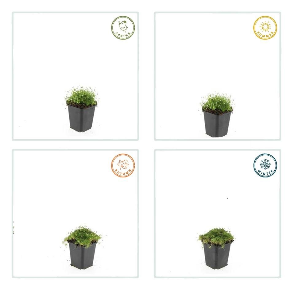 Sagina subulata – immergrünes Polsterkraut, 9 cm Topf, 10–25 cm hoch - Green Guardia - Ihr Experte für Schädlinge und Pflanzen