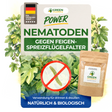 Nematoden gegen Feigen-Spreizflügelfalter
