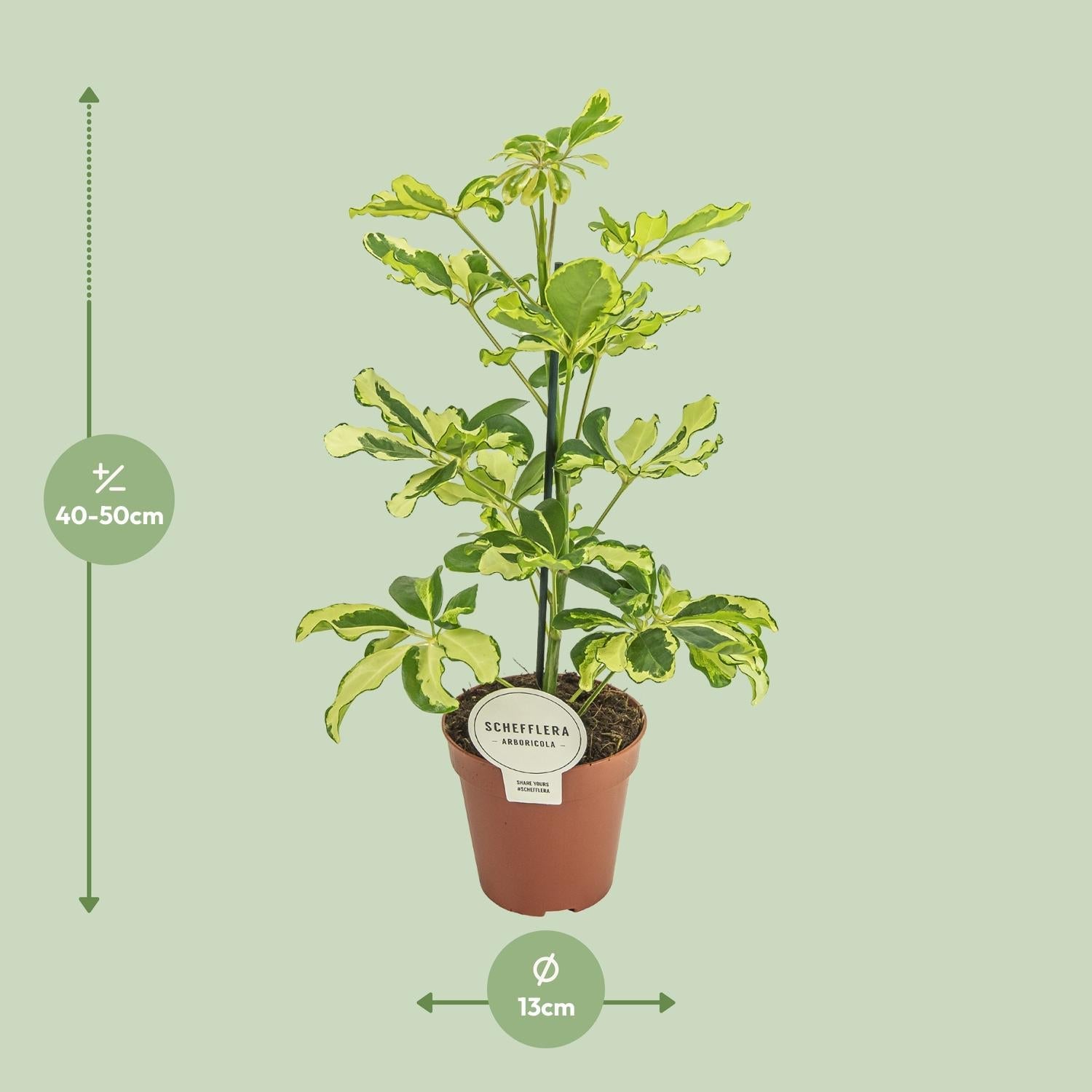 Schefflera ‘Charlotte’ – Strahlenaralie – 13 cm Topf, 45 cm hoch - Green Guardia - Ihr Experte für Schädlinge und Pflanzen