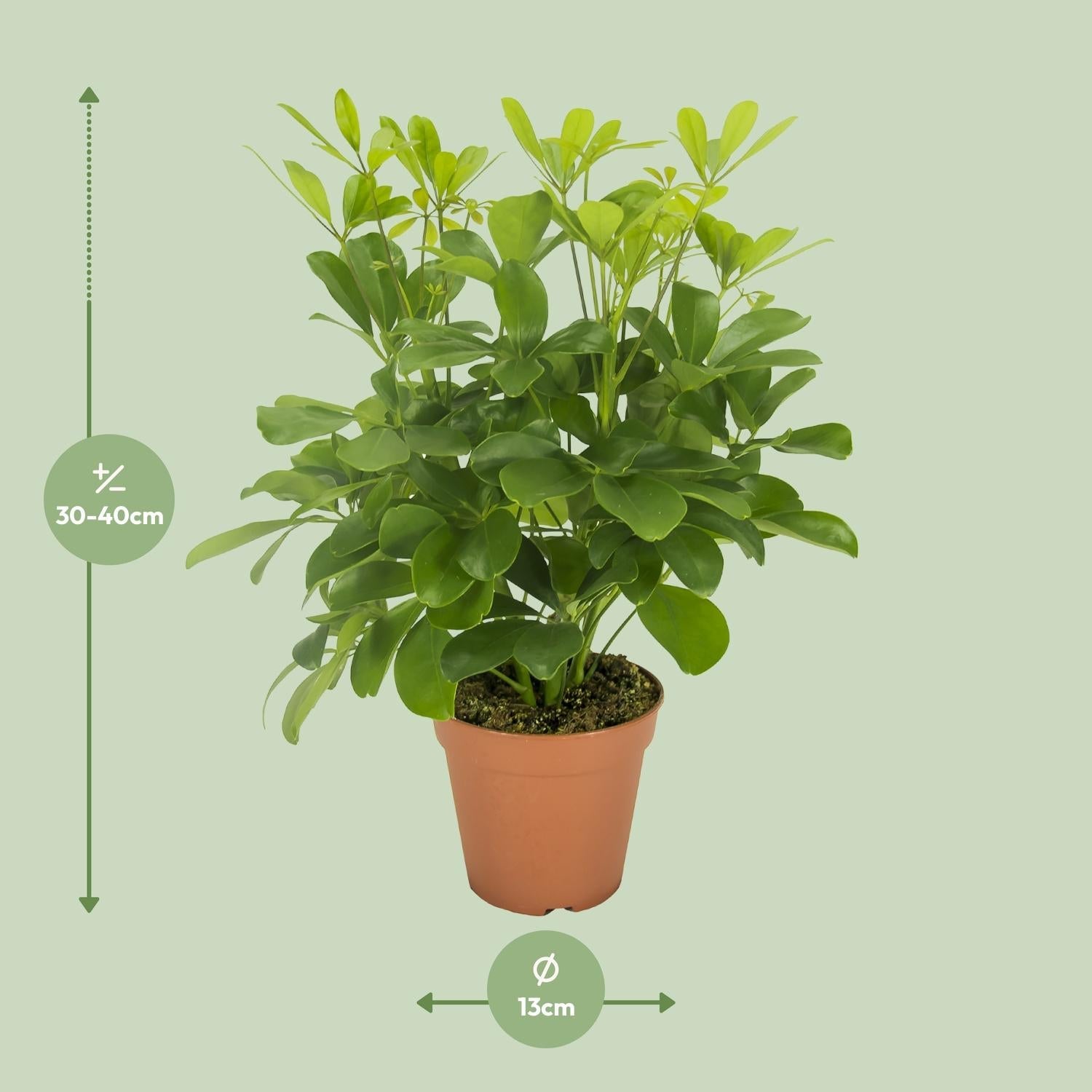 Schefflera Nora – Schirmbaum - 35 - 45 cm - Green Guardia - Ihr Experte für Schädlinge und Pflanzen