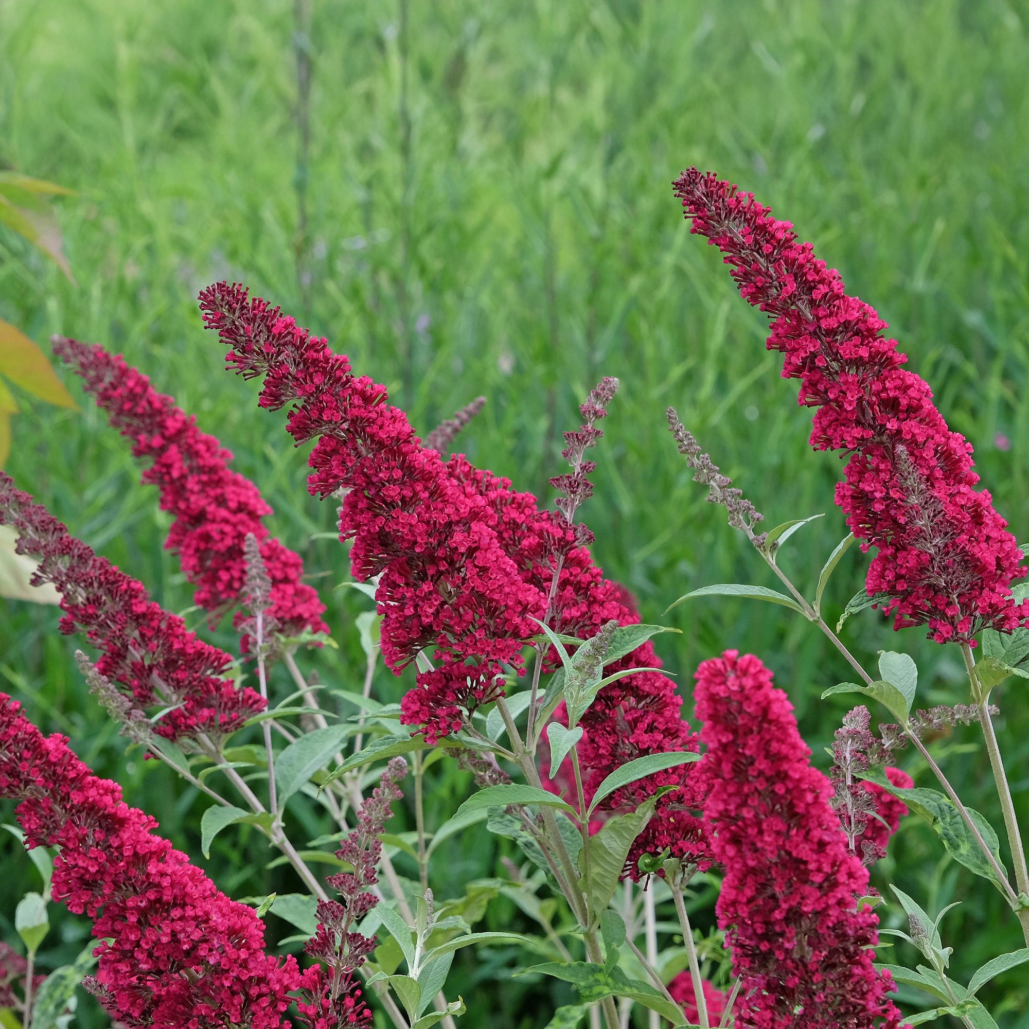 Schmetterlingsstrauch ‘Royal Red’ – rotblühend, 1 Pflanze, 17 cm Topf, 25 cm hoch - Green Guardia - Ihr Experte für Schädlinge und Pflanzen