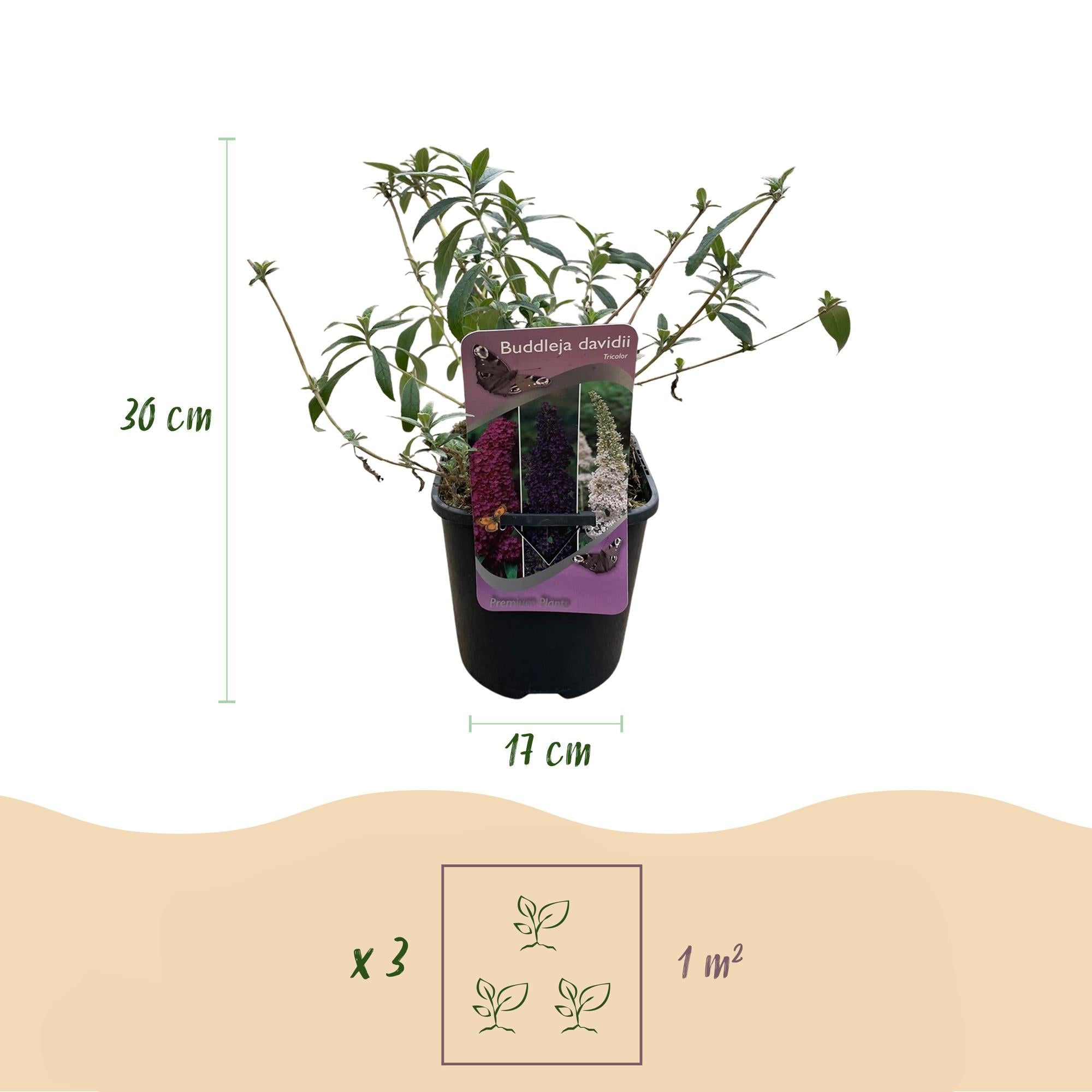 Schmetterlingsstrauch ‘Tricolour’ – Blüten in Rosa, Weiß und Lila, schmetterlingsanlockend, 3 Pflanzen, 17 cm Topf - Green Guardia - Ihr Experte für Schädlinge und Pflanzen