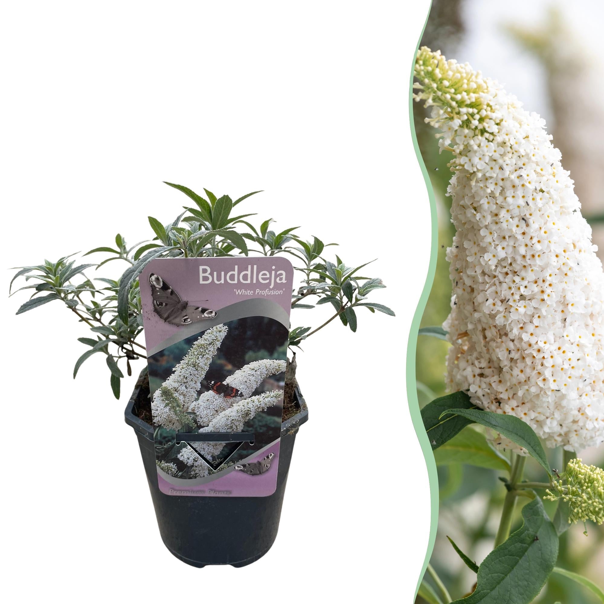 Schmetterlingsstrauch ‘White Profusion’ – 1 Pflanze, weiß blühend, 17 cm Topf, 25 cm hoch - Green Guardia - Ihr Experte für Schädlinge und Pflanzen