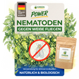 Nematoden gegen Weiße Fliegen
