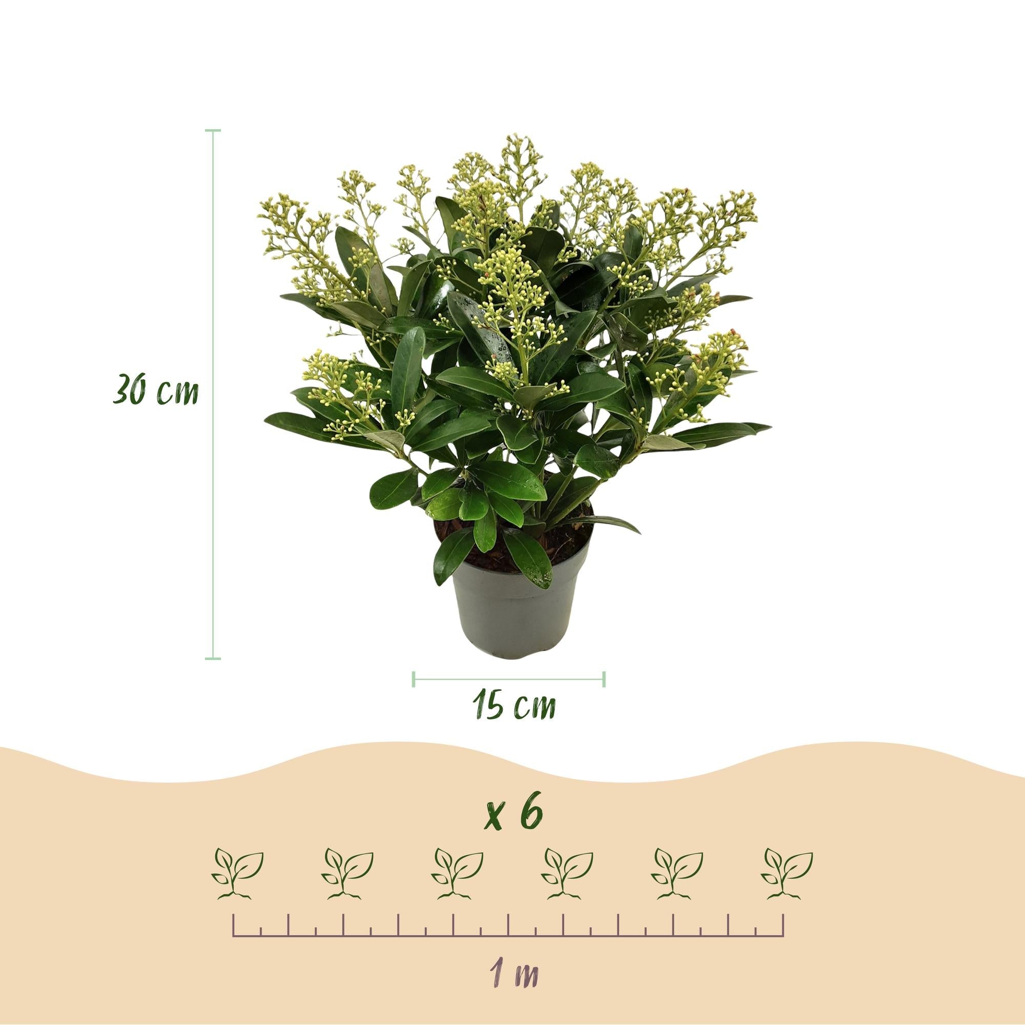 Skimmia japonica ‘Finchy’ – winterhart – Weiße Blüten – 10 bis zu über 40 Blüten – in verschiedenen Größen und Anzahl - Green Guardia - Ihr Experte für Schädlinge und Pflanzen