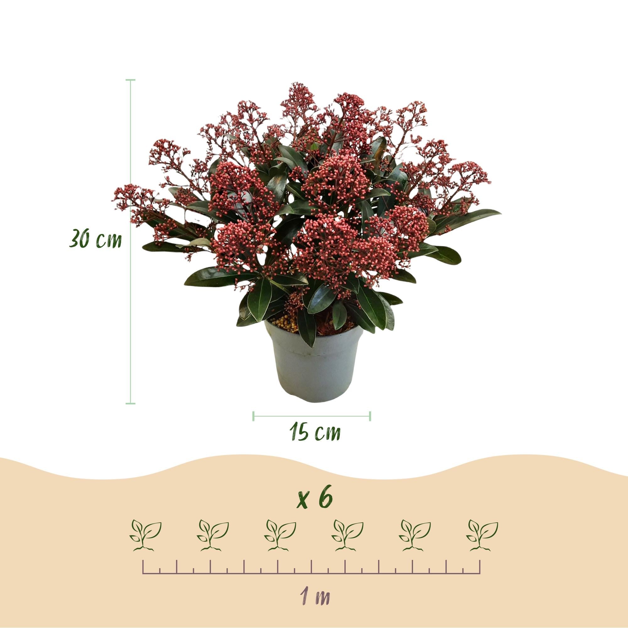 Skimmia japonica ‘Rubella’ – winterhart – rote Blüten – 10 bis zu über 40 Blüten – 3 Pflanzen – in verschiedenen Größen und Anzahl - Green Guardia - Ihr Experte für Schädlinge und Pflanzen