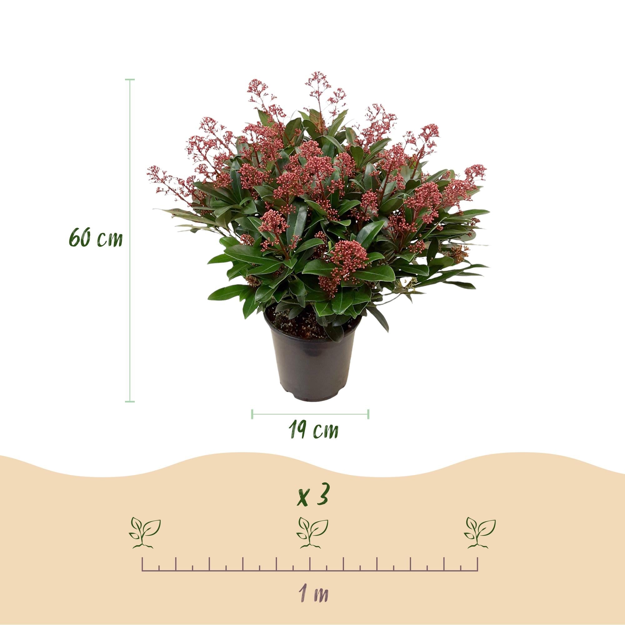 Skimmia japonica ‘Rubella’ – winterhart – rote Blüten – 10 bis zu über 40 Blüten – 3 Pflanzen – in verschiedenen Größen und Anzahl - Green Guardia - Ihr Experte für Schädlinge und Pflanzen