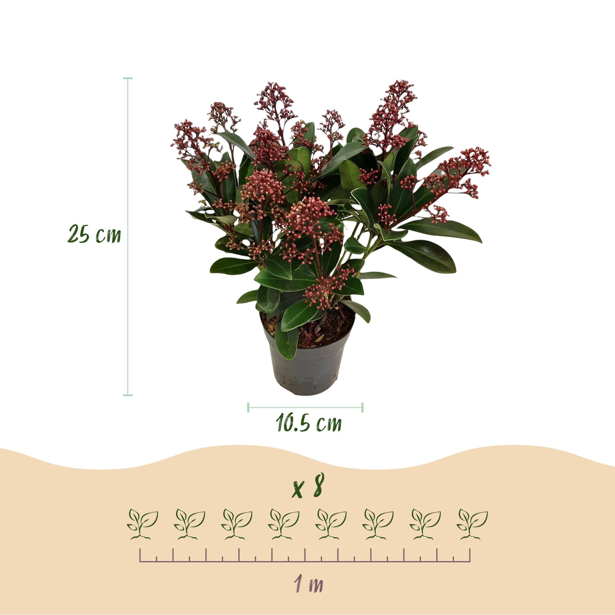 Skimmia japonica ‘Rubella’ – winterhart – rote Blüten – 10 bis zu über 40 Blüten – 3 Pflanzen – in verschiedenen Größen und Anzahl - Green Guardia - Ihr Experte für Schädlinge und Pflanzen