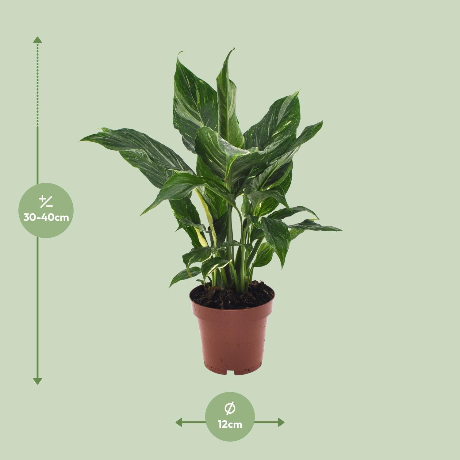 Spathiphyllum ‘Diamond’ – Einblatt – 12 cm Topf, 40 cm hoch - Green Guardia - Ihr Experte für Schädlinge und Pflanzen