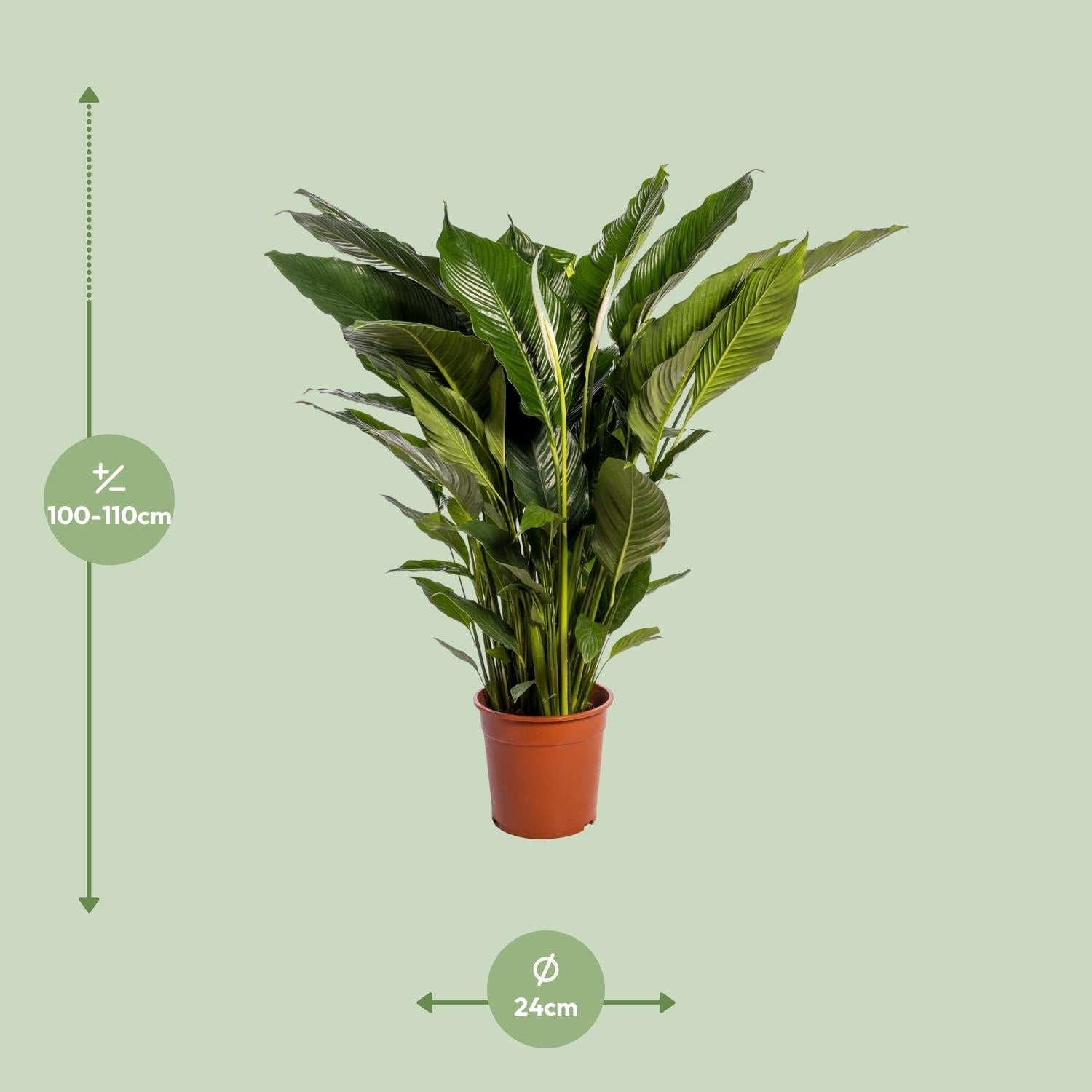 Spathiphyllum – Friedenslilie - verschiedene Farben & Größen - Green Guardia - Ihr Experte für Schädlinge und Pflanzen