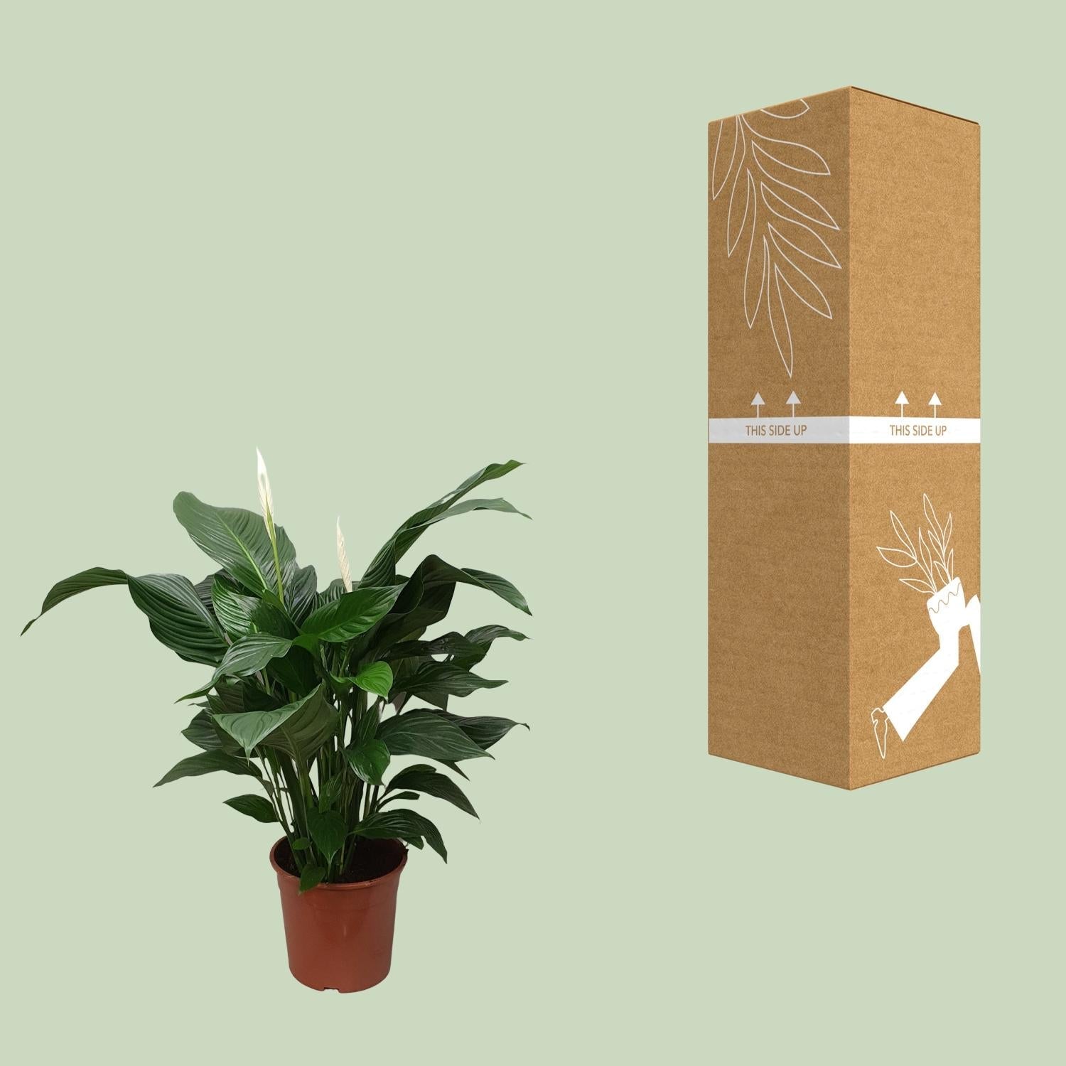 Spathiphyllum – Friedenslilie - verschiedene Farben & Größen - Green Guardia - Ihr Experte für Schädlinge und Pflanzen