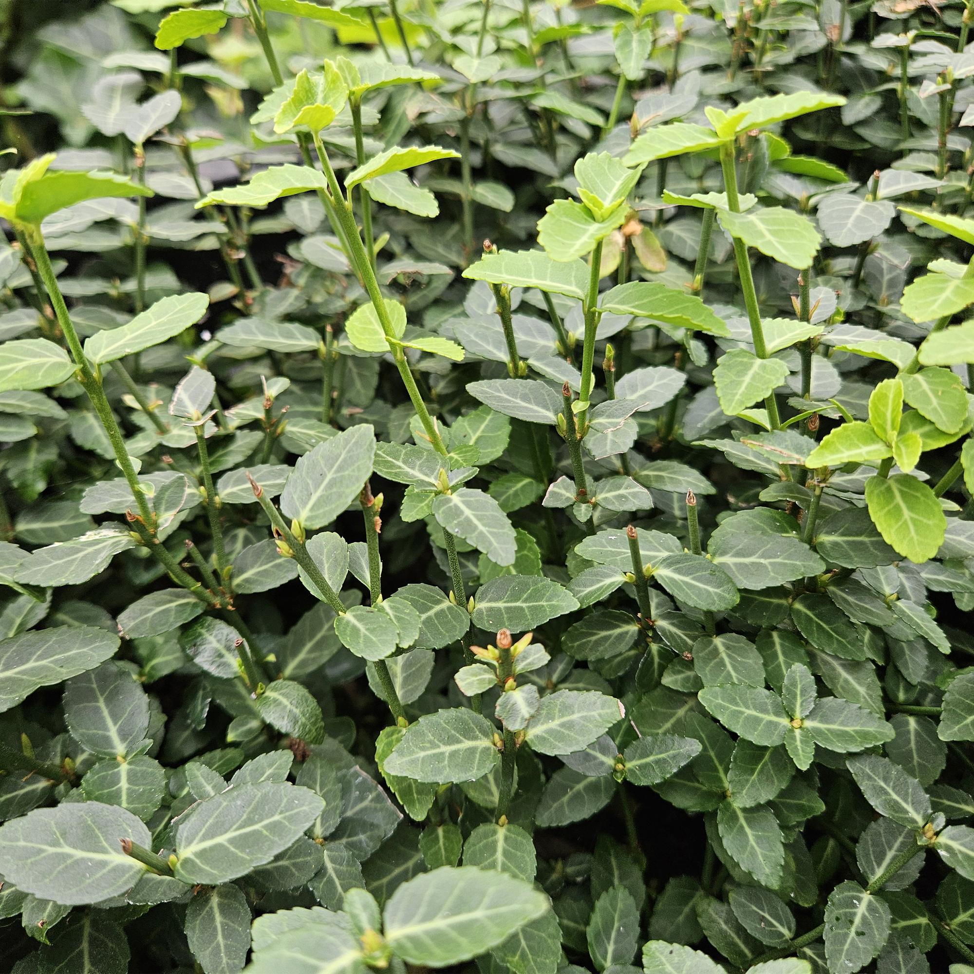 Spindelstrauch ‘Radicans’ – kompakte, immergrüne Sorte, 9 cm Topf, 10–25 cm Höhe - Green Guardia - Ihr Experte für Schädlinge und Pflanzen