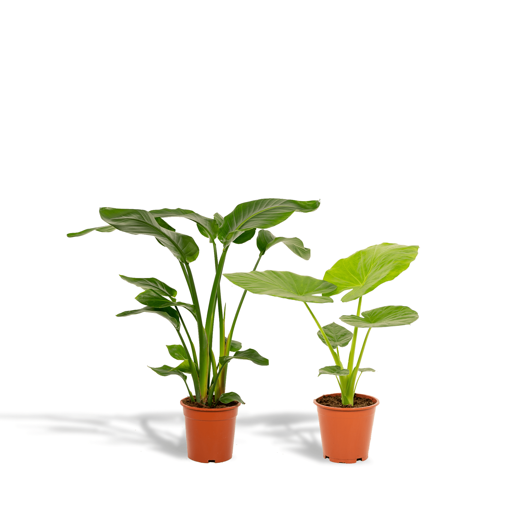 Strelitzia nicolai & Alocasia macrorrhiza – Paradiesvogelblume & Elefantenohr – 2 Pflanzen – 19 cm Topf, ca. 70–85 cm hoch - Green Guardia - Ihr Experte für Schädlinge und Pflanzen