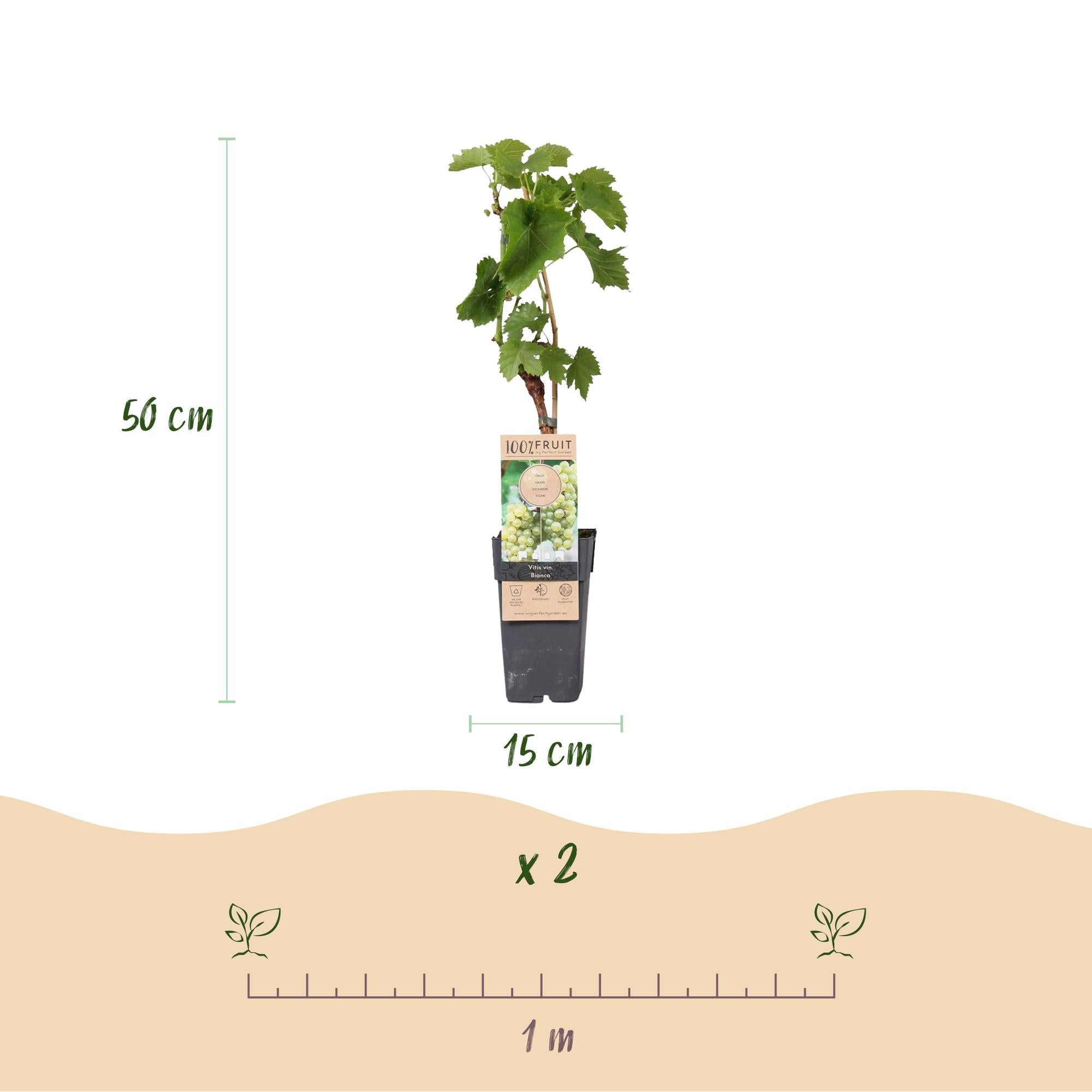 Tafeltraube ‘Bianca’ – weiße Sorte, 2 Pflanzen, 15 - cm Topf, 50 cm hoch - Green Guardia - Ihr Experte für Schädlinge und Pflanzen