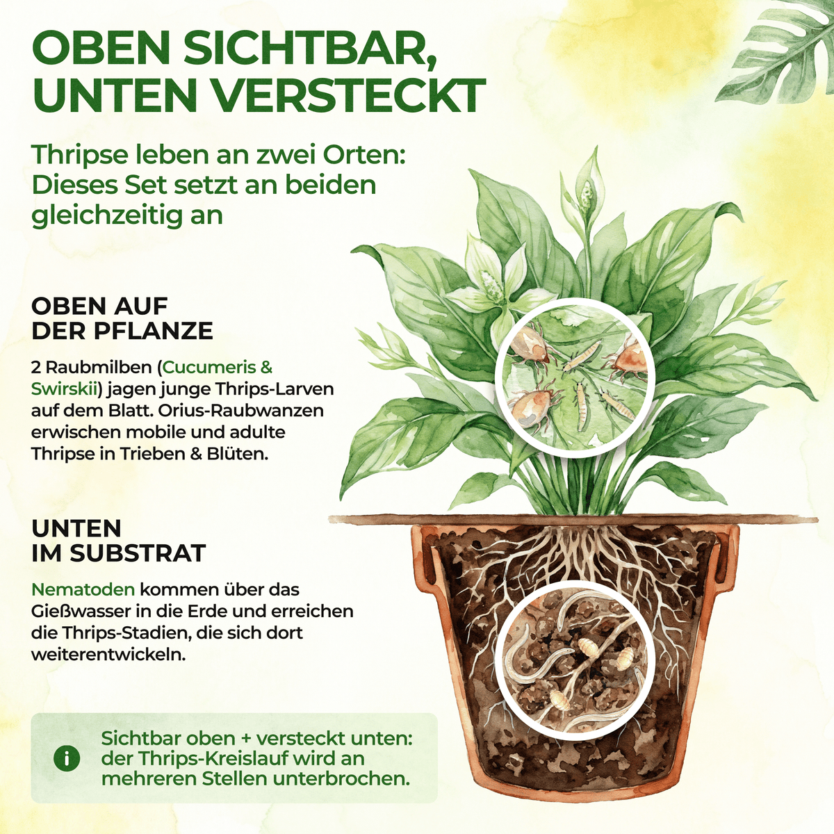 Thripse-Frei Bundle zur Soforthilfe - Green Guardia - Ihr Experte für Schädlinge und Pflanzen