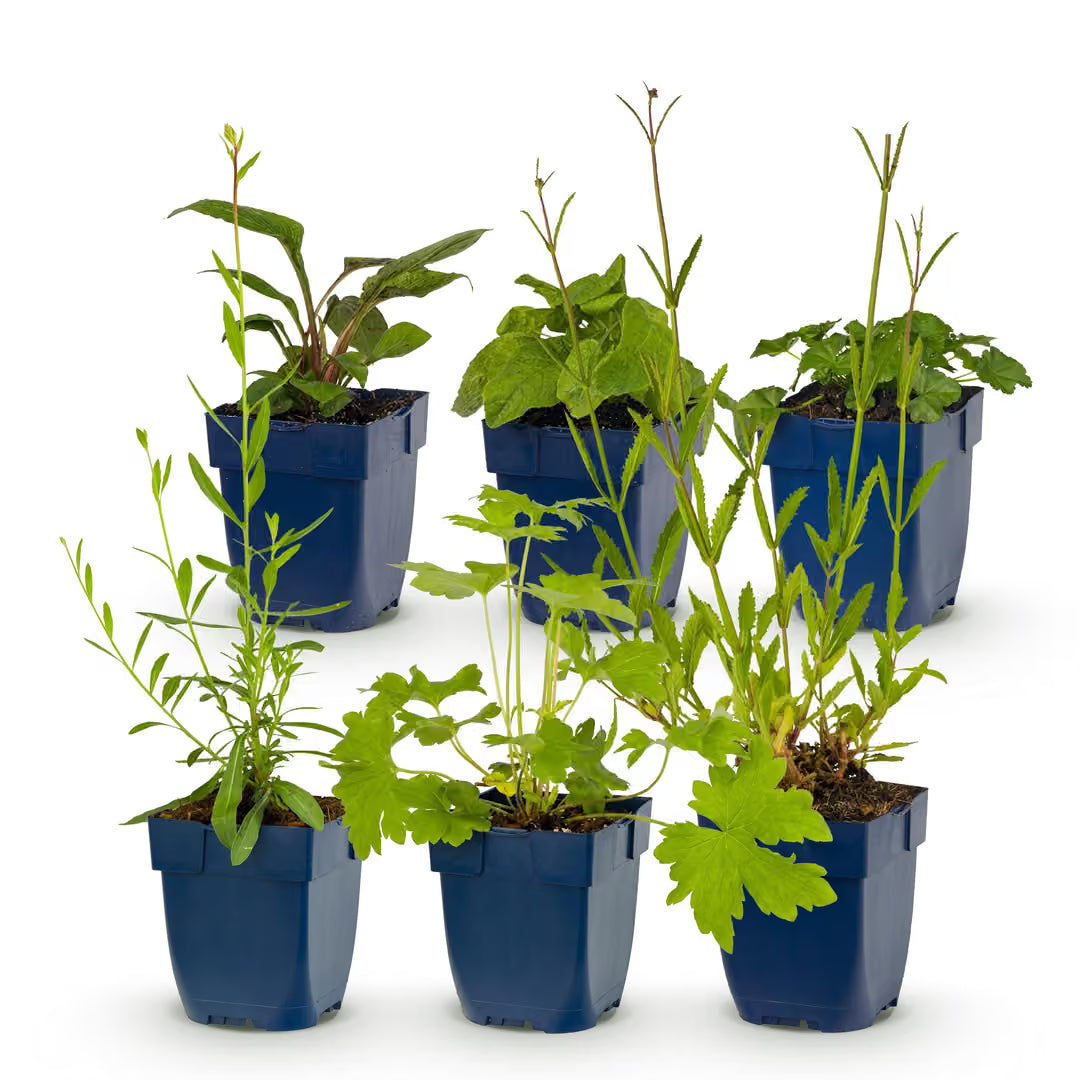 Staudenpaket – bienen- & schmetterlingsanziehend – 6 Stauden – für ca. 1 m² – verschiedene Farben – pflegeleicht – 11 cm Topf