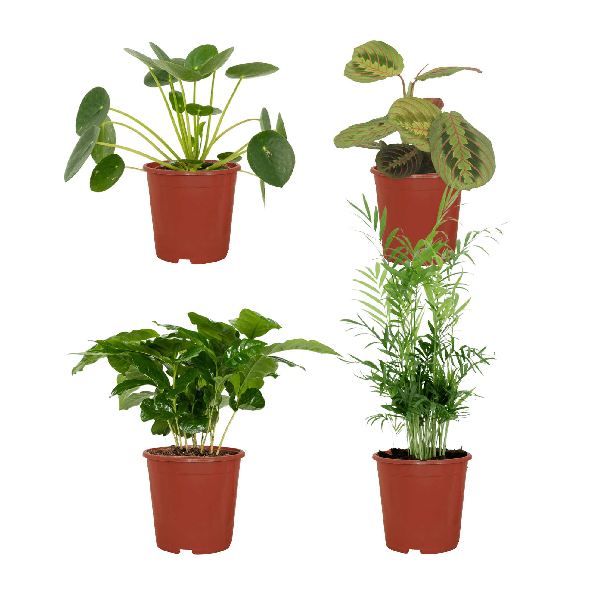 Tierfreundliche Pflanzenkiste – 4 Pflanzen – 12 cm Topf, ca. 20–40 cm hoch - Green Guardia - Ihr Experte für Schädlinge und Pflanzen