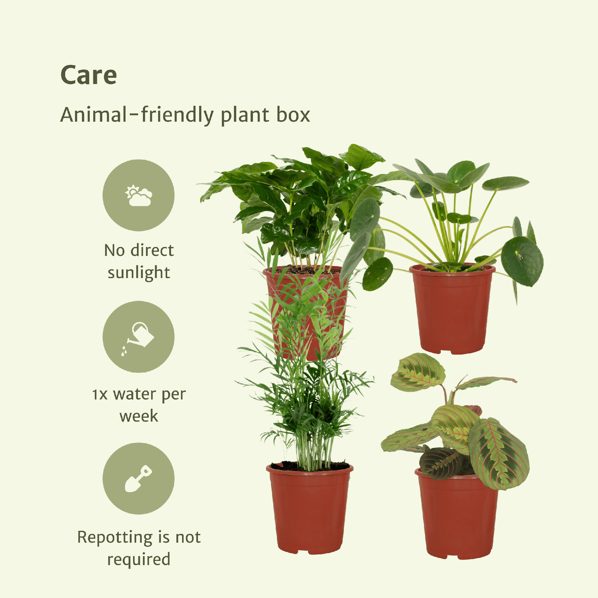 Tierfreundliche Pflanzenkiste – 4 Pflanzen – 12 cm Topf, ca. 20–40 cm hoch - Green Guardia - Ihr Experte für Schädlinge und Pflanzen