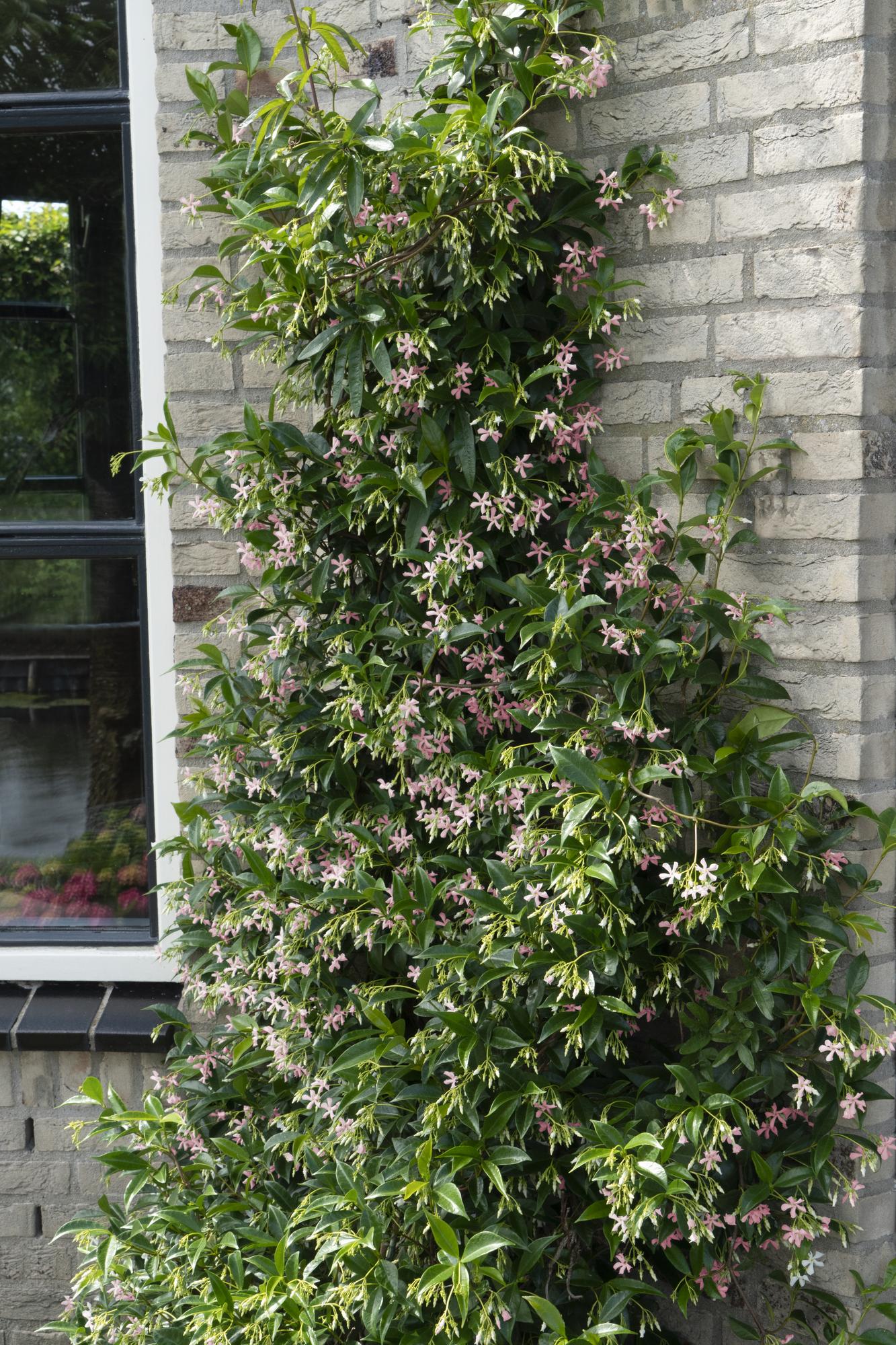 Toskanischer Jasmin ‘Star of Ibiza’ – rosa Blüten, immergrün, 15 cm Topf, 65 cm hoch - Green Guardia - Ihr Experte für Schädlinge und Pflanzen