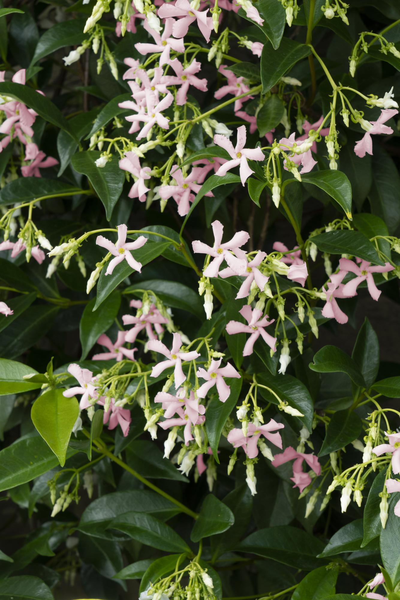 Toskanischer Jasmin ‘Star of Ibiza’ – rosa Blüten, immergrün, 15 cm Topf, 65 cm hoch - Green Guardia - Ihr Experte für Schädlinge und Pflanzen