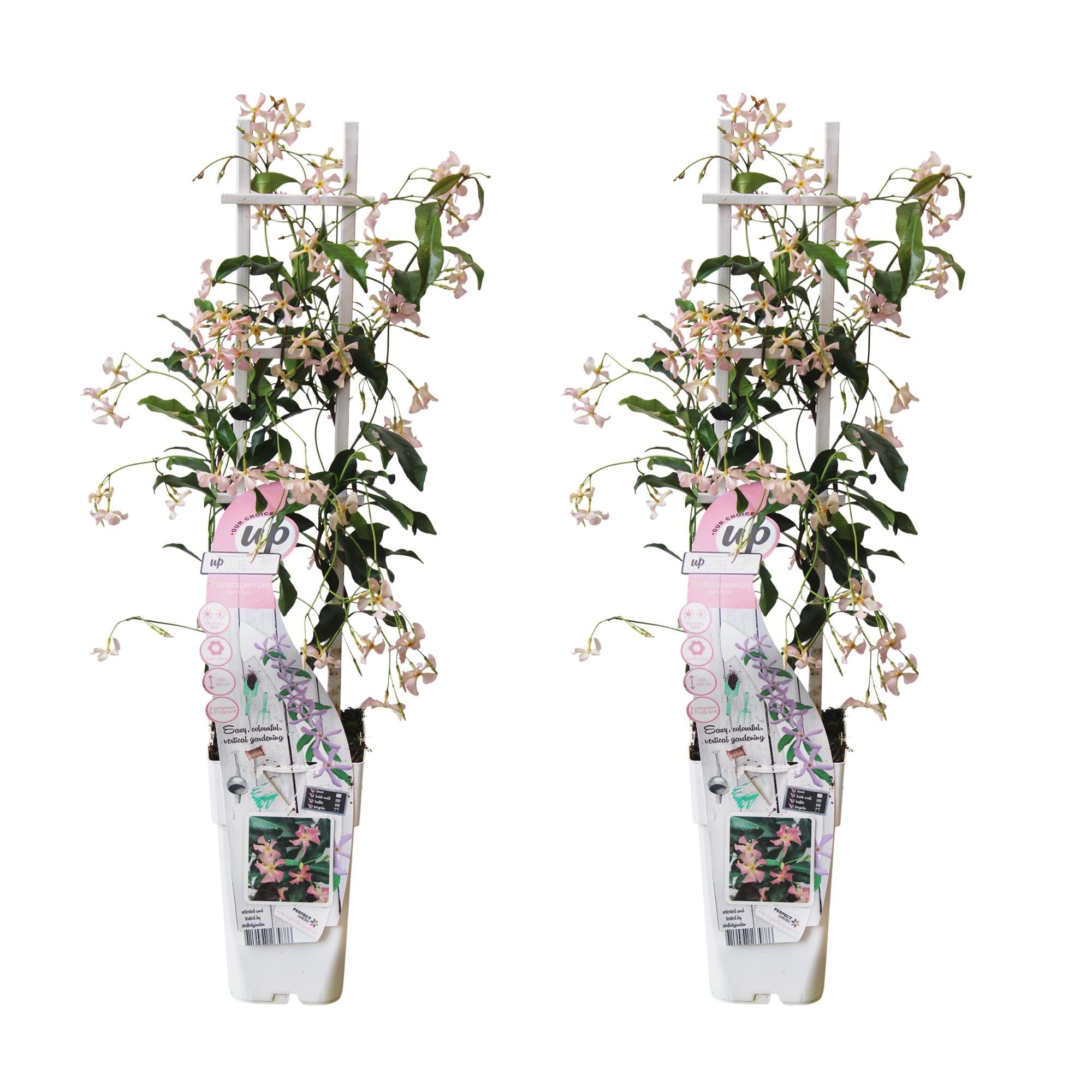 Toskanischer Jasmin ‘Star of Ibiza’ – rosa Blüten, immergrün, 15 cm Topf, 65 cm hoch - Green Guardia - Ihr Experte für Schädlinge und Pflanzen