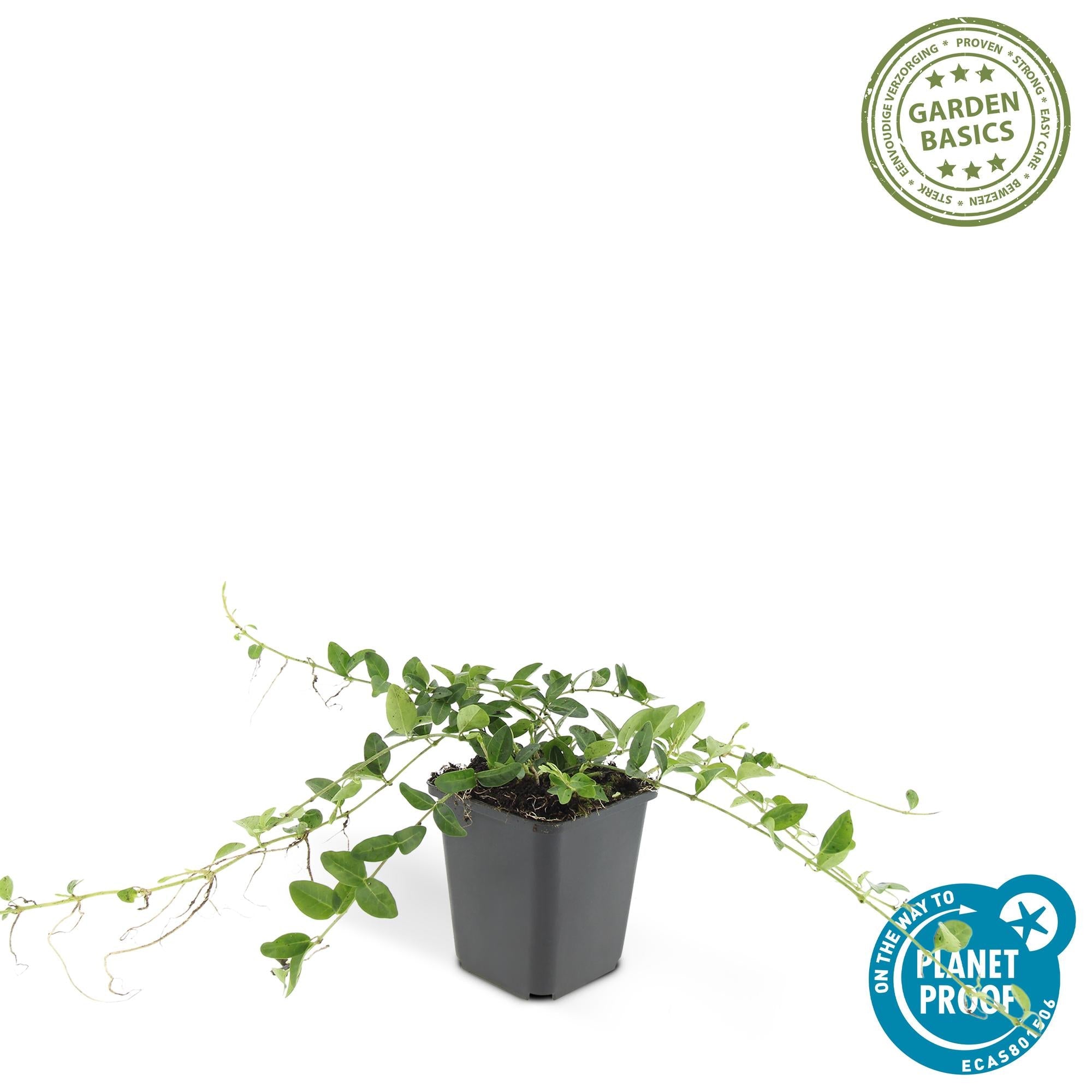 Vinca minor ‘Alba’ – weiß blühende Bodendeckerpflanze, 9 cm Topf, 10–25 cm Höhe - Green Guardia - Ihr Experte für Schädlinge und Pflanzen