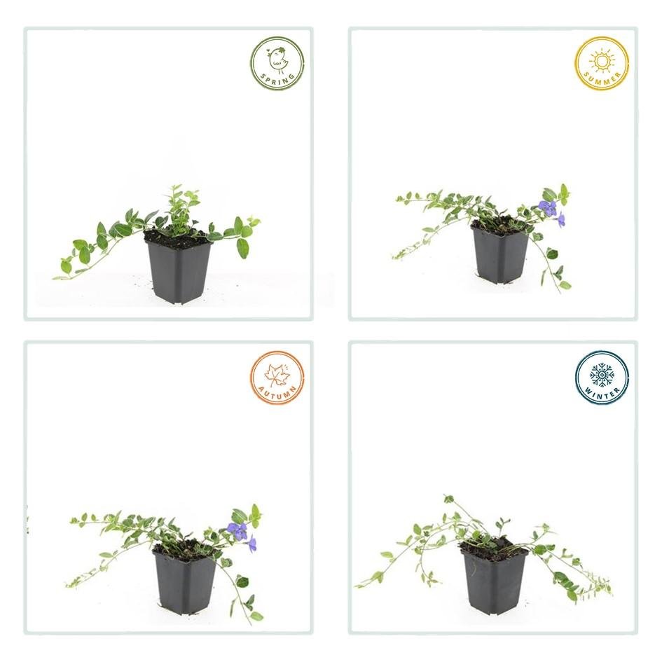 Vinca minor ‘Ralph Shugert’ – weiß gerandetes Immergrün, 9 cm Topf, 10–25 cm Höhe - Green Guardia - Ihr Experte für Schädlinge und Pflanzen