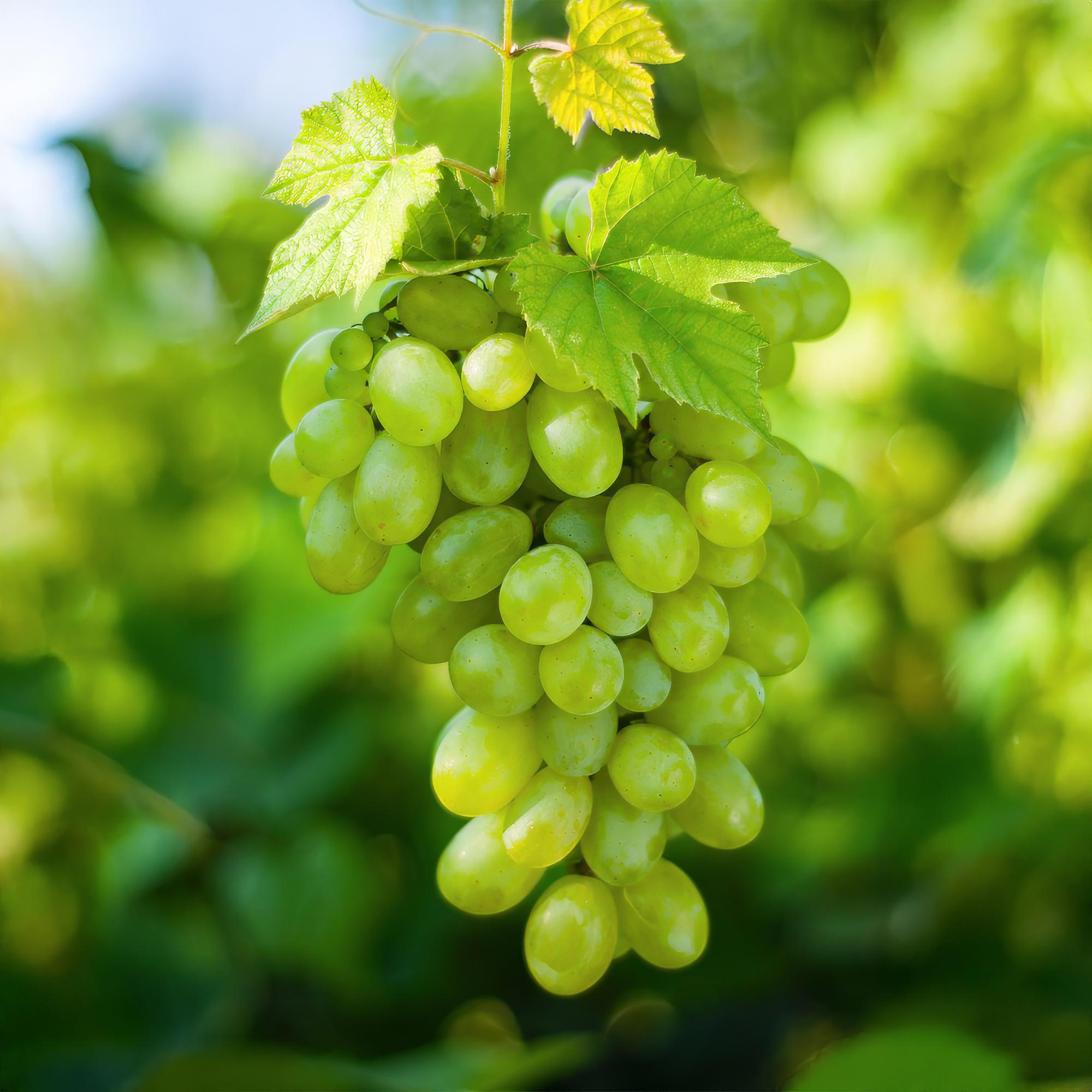Vitis vinifera ‘Himrod’ – kernlose weiße Tafeltraube, 2 Pflanzen, 15 cm Topf, 50 cm Höhe - Green Guardia - Ihr Experte für Schädlinge und Pflanzen