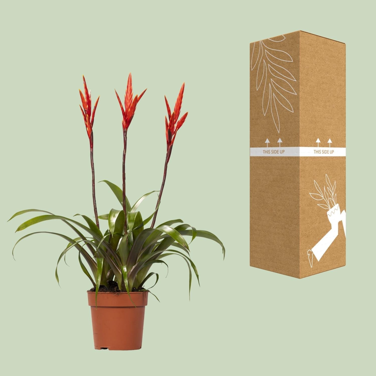 Vriesea ‘Elan Toef’ – Flammendes Schwert - 12 cm Topf, 55 cm hoch - Green Guardia - Ihr Experte für Schädlinge und Pflanzen