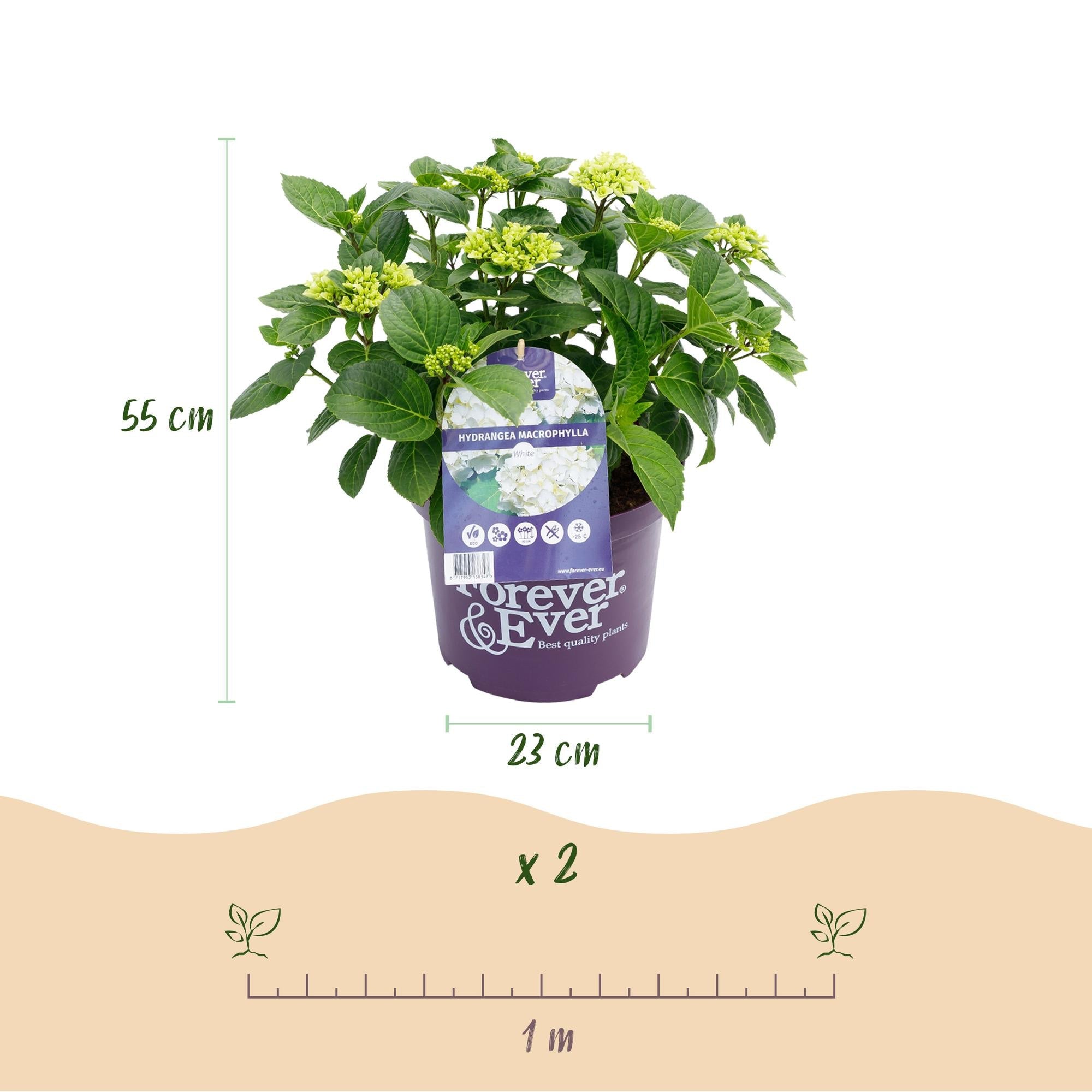 Weiße Hortensie ‘Forever & Ever’ – kompakte Balkonpflanze, 23 cm Topf, 55 cm hoch - Green Guardia - Ihr Experte für Schädlinge und Pflanzen