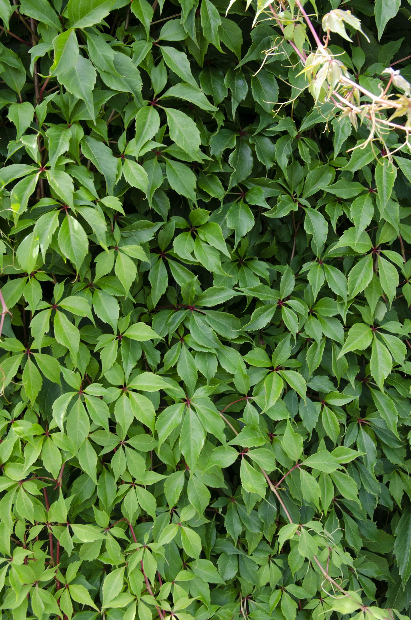 Wilder Wein ‘Engelmannii’ – schnellwachsende Kletterpflanze, 15 cm Topf, 65 cm - Green Guardia - Ihr Experte für Schädlinge und Pflanzen