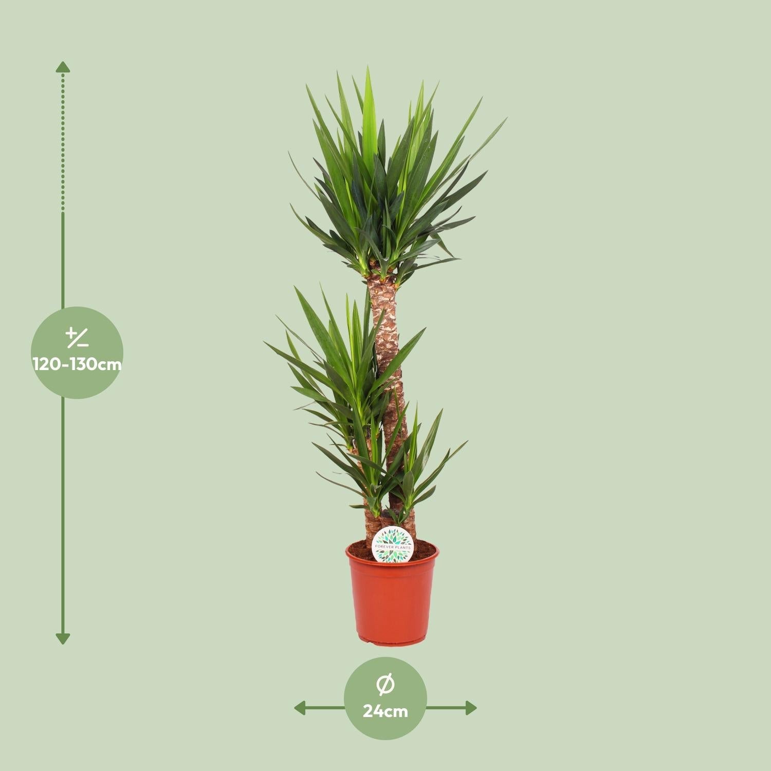 Yucca Elephantipes – Palmlilie - 30 - 125 cm - Green Guardia - Ihr Experte für Schädlinge und Pflanzen