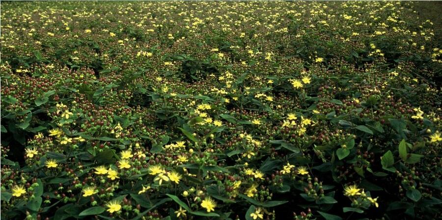 Zier - Johanniskraut (Hypericum inodorum) – 9 cm Topf, 10–25 cm hoch - Green Guardia - Ihr Experte für Schädlinge und Pflanzen
